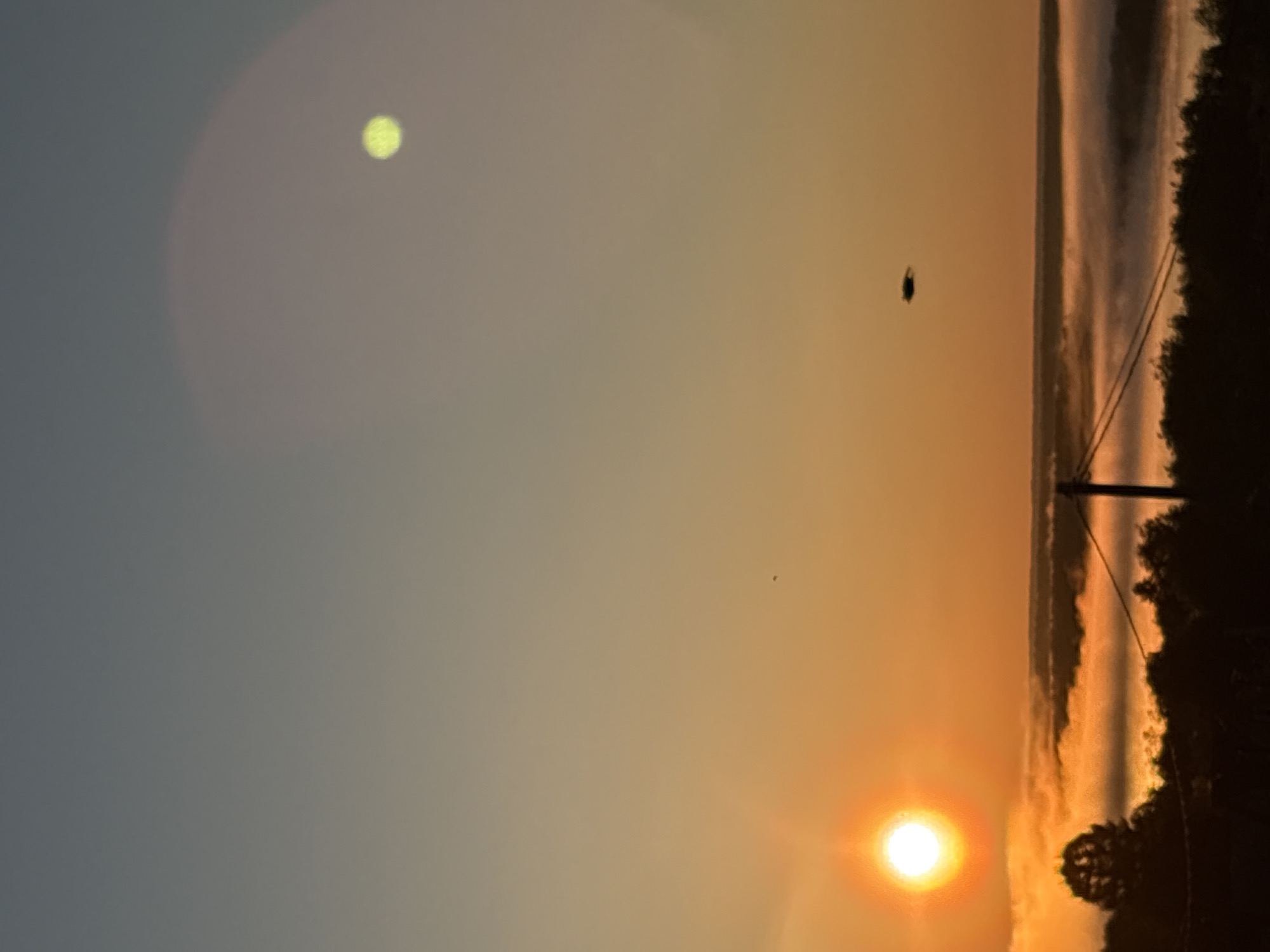 This image depicts a sunrise or sunset over a landscape in Зеленец, Russia. The sky exhibits a gradient, transitioning from dark blue-grey in the upper portion to vibrant orange and yellow near the horizon. The sun, a bright white-yellow orb, is prominently positioned in the lower-left quadrant, emitting strong light and some lens flare. In the upper-right quadrant, a distinct, out-of-focus, yellow-green circular light artifact, consistent with lens flare, is visible, surrounded by a larger, fainter reddish-pink halo.
The mid-ground features a dense layer of white and orange-hued fog or mist, obscuring the terrain below and creating a soft, undulating surface across the horizon. A distant, level horizon line is visible above the fog.
In the foreground, dark silhouettes of trees and vegetation are present. A utility pole with two visible power lines extends from the lower-center to the mid-right. A small, dark, disc-shaped object, likely an insect or bird, is silhouetted against the sky in the mid-right, below the lens flare. A tiny, indistinct dark speck is also visible in the mid-left sky.