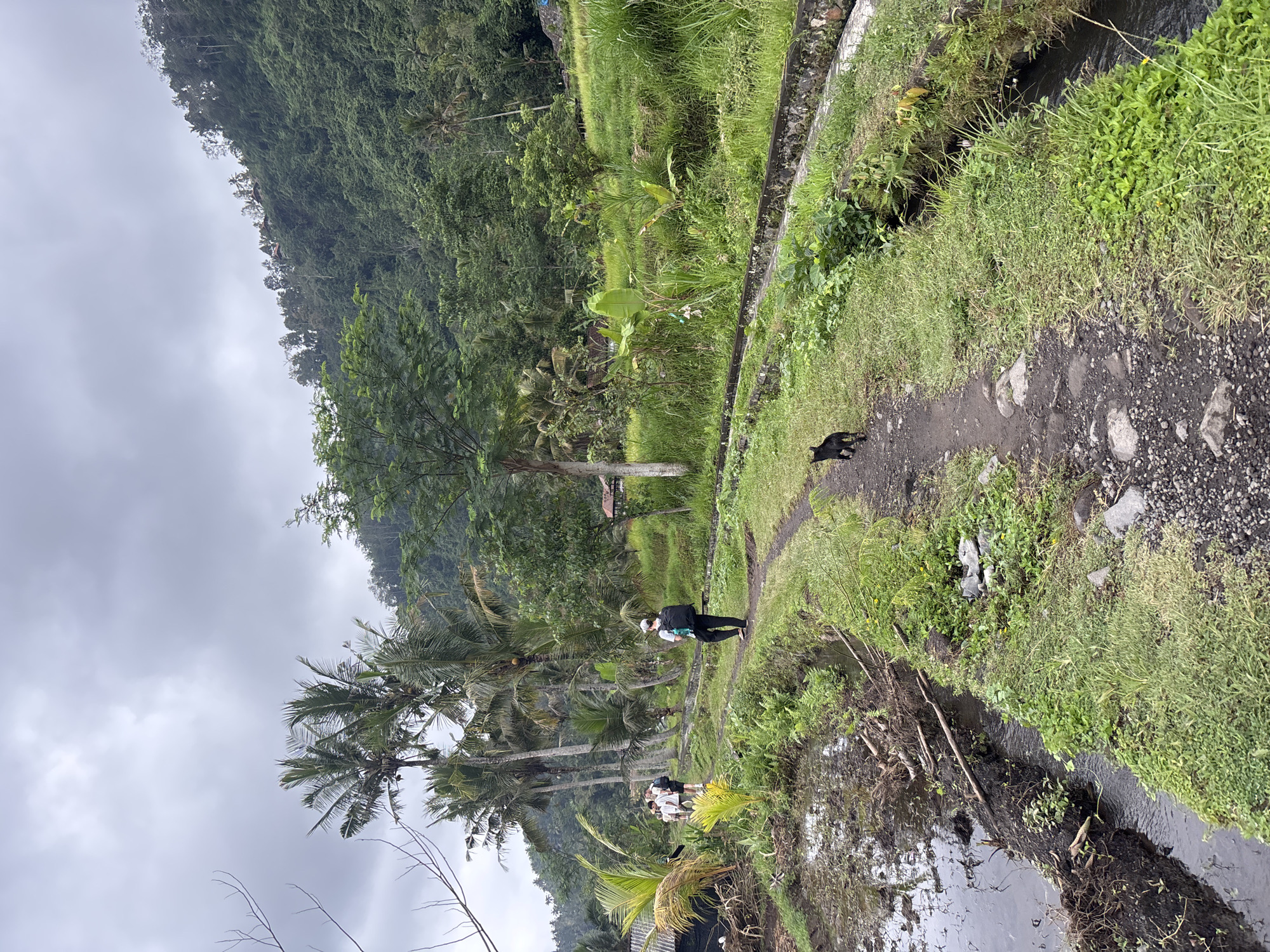 The image depicts a pathway in a rural setting, likely Sidemen, Indonesia, characterized by lush greenery and agricultural terraces. A narrow dirt path, dotted with small stones, winds through the landscape. On the left side of the path, a muddy, water-filled rice paddy is visible, with debris and branches along its edge. A small stream runs alongside the path on the right, bordered by a concrete channel and overgrown vegetation.

Several people are walking on the path in the background. One individual, facing away from the camera, wears a white cap and a dark backpack, with dark pants and flip-flops. Further up the path, a group of three people are walking together, two of them carrying backpacks. A black cat is also present on the path, walking ahead of the person with the backpack.

The environment is dominated by dense vegetation, including tall palm trees, various shrubs, and tall grasses. In the background, a steep, tree-covered hillside rises, with a few buildings visible near the summit. The sky is overcast with gray clouds, suggesting a potentially humid or rainy day. The overall scene conveys a sense of natural beauty and agricultural life.