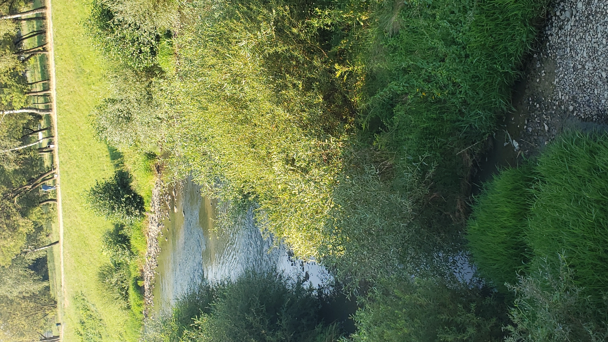 The image shows a natural landscape with a river flowing through it, bordered by lush green vegetation. In the background, a grassy slope is visible, dotted with trees. A paved path runs along the top of the slope, and two individuals, one in blue clothing, are walking on it. The scene appears to be a park or recreational area. This specific location is likely part of the area around the Torysa river in Prešov, Slovakia, which is known for its natural beauty and recreational spaces.