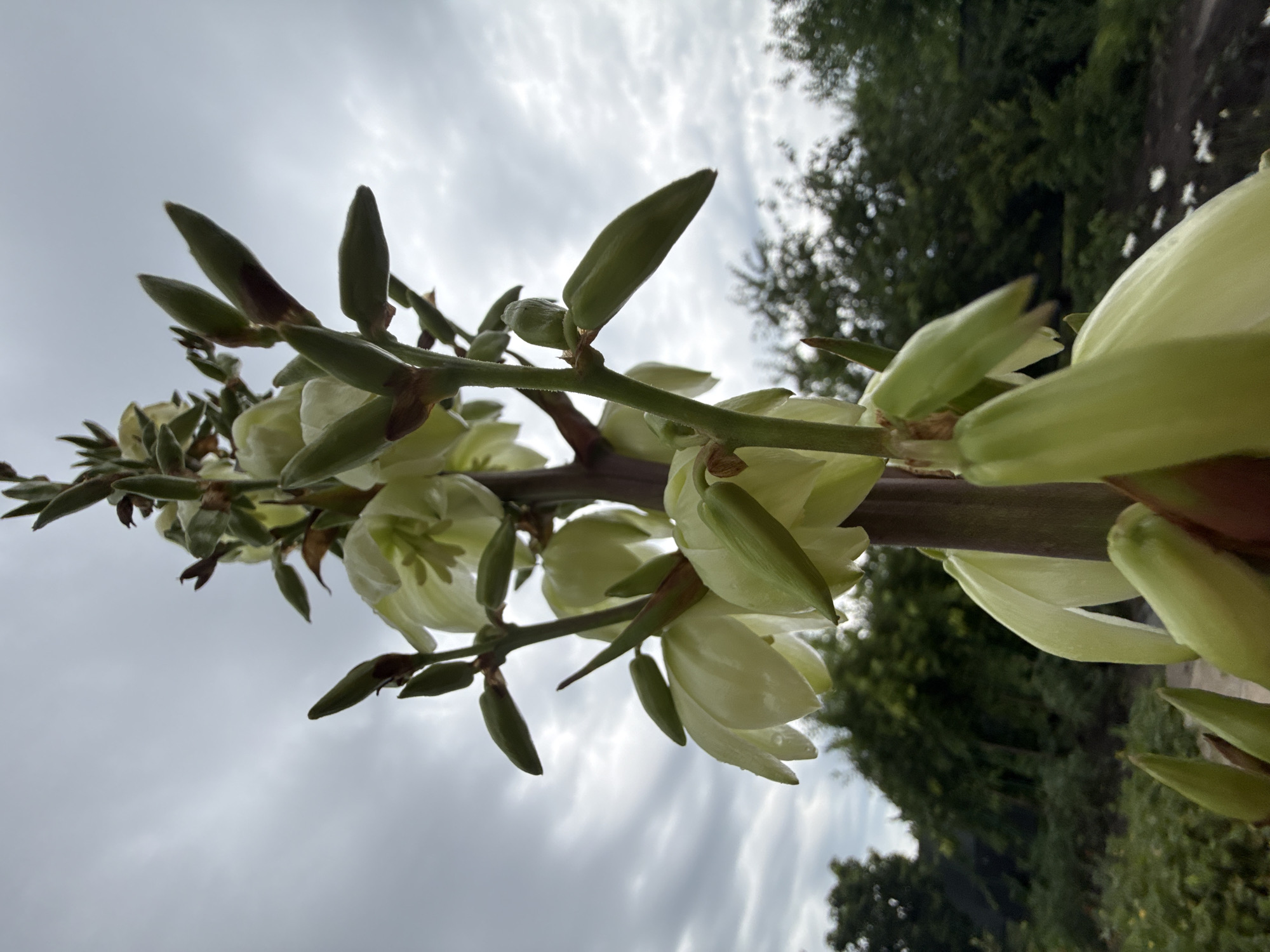 A low-angle, close-up shot captures the developing flower stalk of a yucca plant against a cloudy sky. The stalk is thick and vertical, adorned with numerous light green flower buds and a few partially opened pale white flowers. The buds are elongated and pointed, some appearing to have maroon tips. In the background, out of focus, are dense green trees and foliage, suggesting an outdoor setting in a garden or natural area. The sky is overcast with soft gray clouds. The specific location is Pavlovka, Russia. There are no people or animals present in the image, and no discernible actions or interactions are taking place.