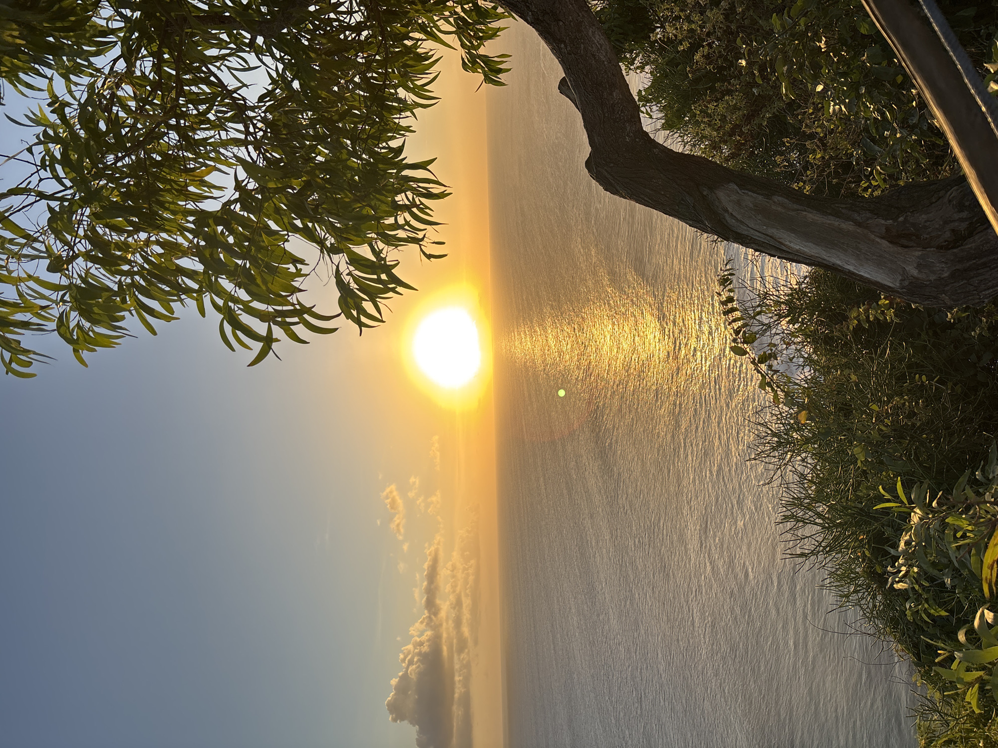 A wide shot captures a sunset over the ocean from a clifftop vantage point in Kuta Selatan, Indonesia. The sun, a brilliant orb of yellow and white, is positioned on the horizon, casting a shimmering golden path across the gentle waves. The sky transitions from a clear pale blue at the top to a warm orange hue near the horizon, with a few scattered white and gray clouds. In the foreground, lush green vegetation and a gnarled tree trunk dominate the right side of the frame, partially obscuring the view. The tree's branches reach towards the sky, their leaves catching the golden light. A wooden railing is visible in the lower right corner. The scene evokes a sense of tranquility and natural beauty.