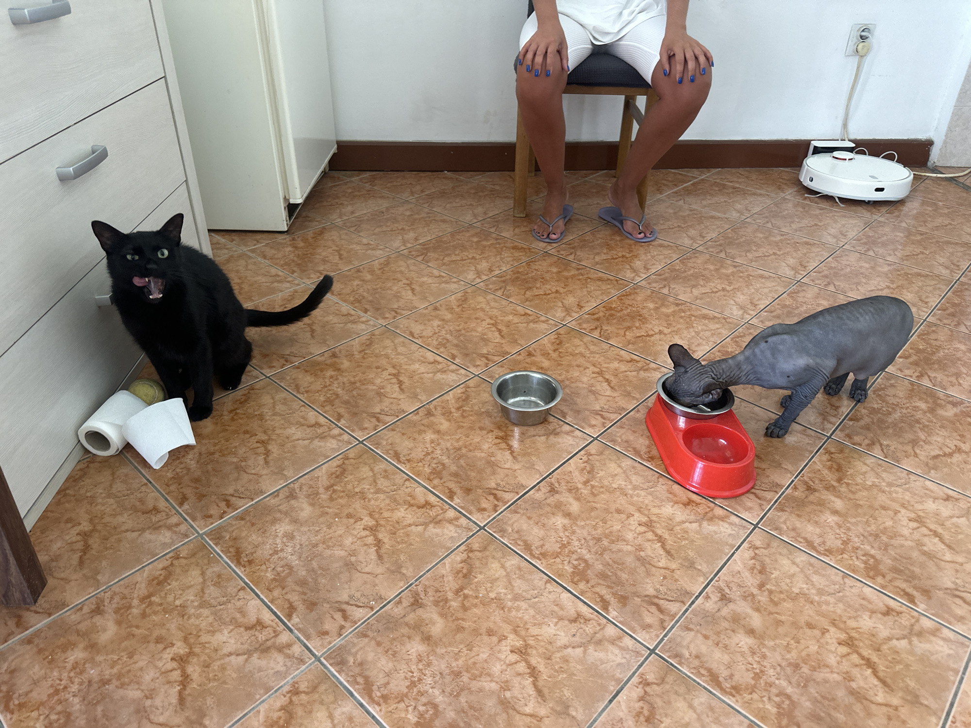 In an indoor residential setting, likely a kitchen or dining area, two cats are present on a tiled floor. A black cat with its mouth open is positioned near a white cabinet and a roll of toilet paper. To the right, a Sphynx cat is eating from a red pet bowl. In the background, a person is seated on a chair, and a robotic vacuum cleaner is visible on the floor. The environment appears to be a home in Budva, Montenegro, characterized by its tiled flooring and typical household furnishings.