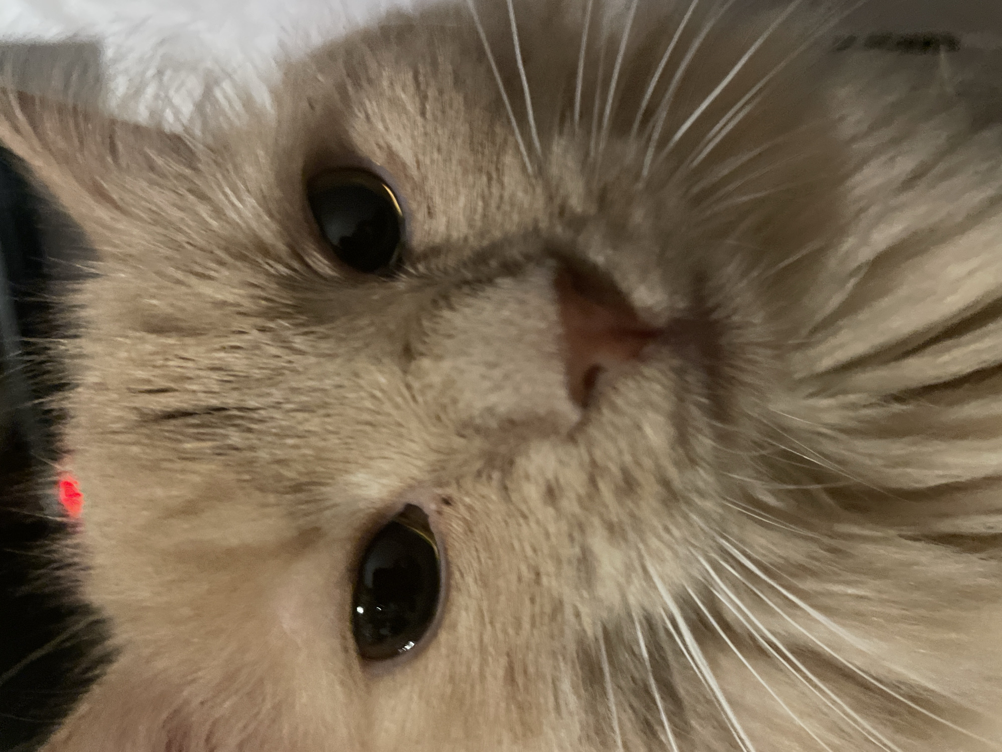 A close-up, low-angle, eye-level shot shows the face of a light-orange, long-haired cat. The cat's head fills the frame, with its nose at the bottom center and its ears out of frame. Its dark, round pupils are wide, and its eyes are focused forward. The cat's light-orange fur is visible on its forehead, cheeks, and around its mouth. Its white whiskers are long and spread outwards. A small, bright red light is visible on the cat's forehead, in the middle of its brow. The background is dark and out of focus. There is no indication of location in Moscow, Russia.