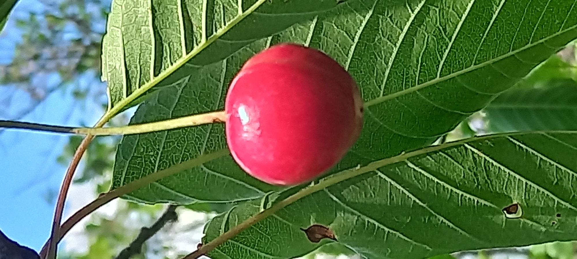 A single, ripe, red cherry hangs from a thin stem, surrounded by lush green leaves. The leaves are detailed with prominent veins and have a slightly rough texture. The cherry is plump and round, with a smooth, glossy surface reflecting the light. Some brown spots are visible on the leaves, suggesting natural weathering or minor damage. In the background, out-of-focus foliage and a bright blue sky are visible, indicating an outdoor setting. The image was taken in Kryvyi Rih, Ukraine.