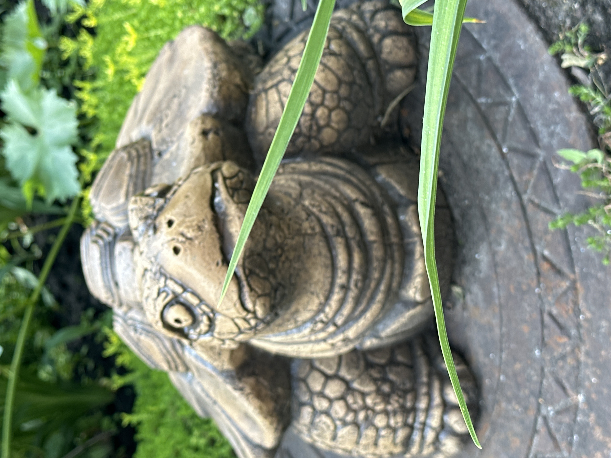 A close-up, eye-level shot shows a weathered, concrete statue of a turtle in a garden setting. The turtle is positioned on a circular, metallic surface with a raised geometric pattern. The statue is detailed, with visible scales on its shell and legs, and a somewhat grumpy expression on its face. Green foliage, including grass and larger leaves, is visible in the background and foreground, some blades of grass partially obscuring the turtle. The lighting suggests it is daytime. There is no information or visual evidence to suggest the location is the city of Oryol, Russia.