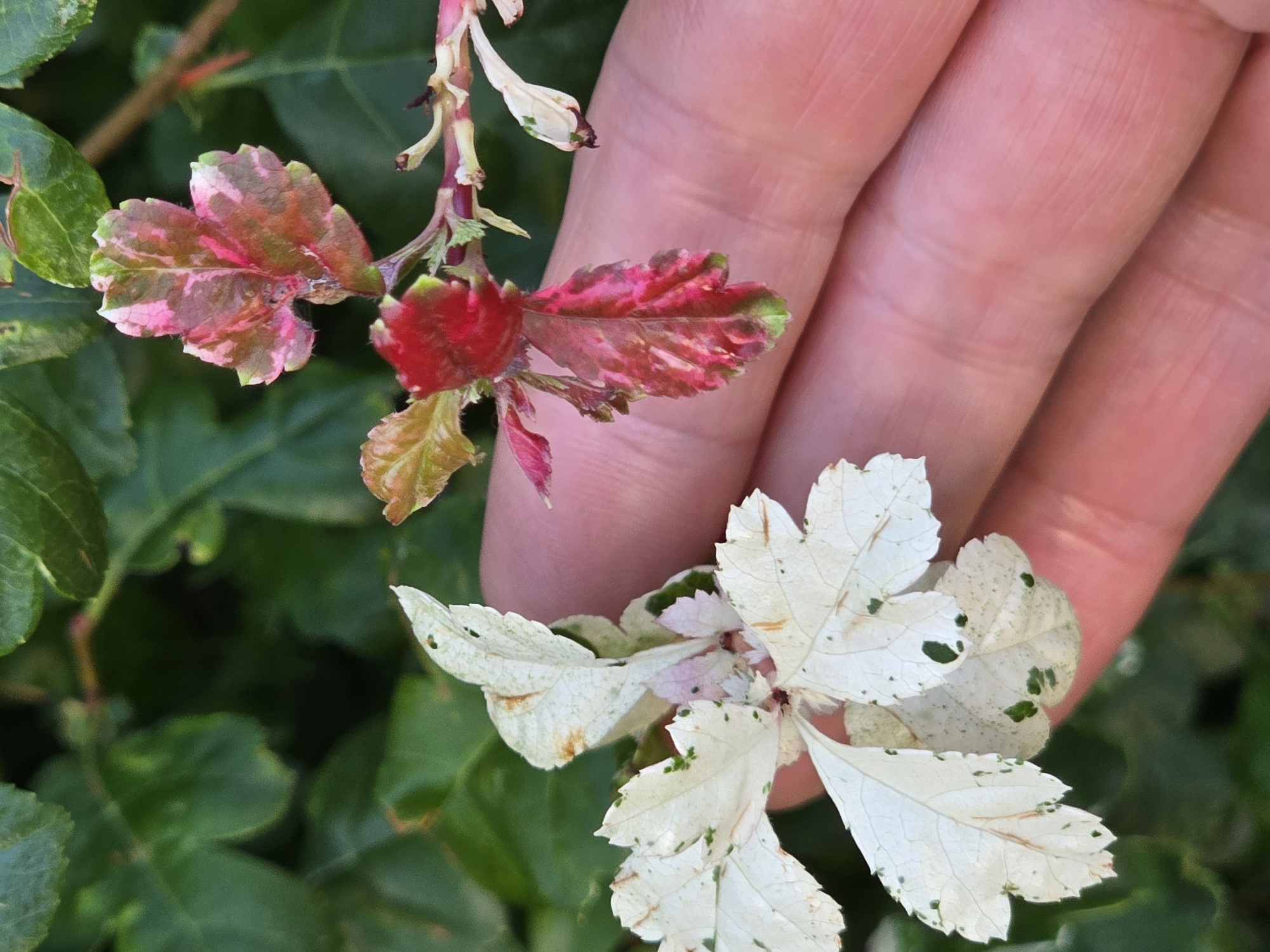 A close-up shot focuses on a person's hand holding a branch with small, multi-colored leaves. The leaves display a striking variegation of pink, red, green, and white. Some leaves are predominantly white with dark green spots and brown blemishes, while others are a vibrant pink and red, tinged with green at the edges. The branch itself has a reddish stem, and some dried, light-colored remnants of earlier foliage or flowers are visible. The background is filled with blurred green foliage, suggesting an outdoor setting. The lighting indicates it is daytime, likely outdoors, with soft light illuminating the subjects. There is no visible text in the image.