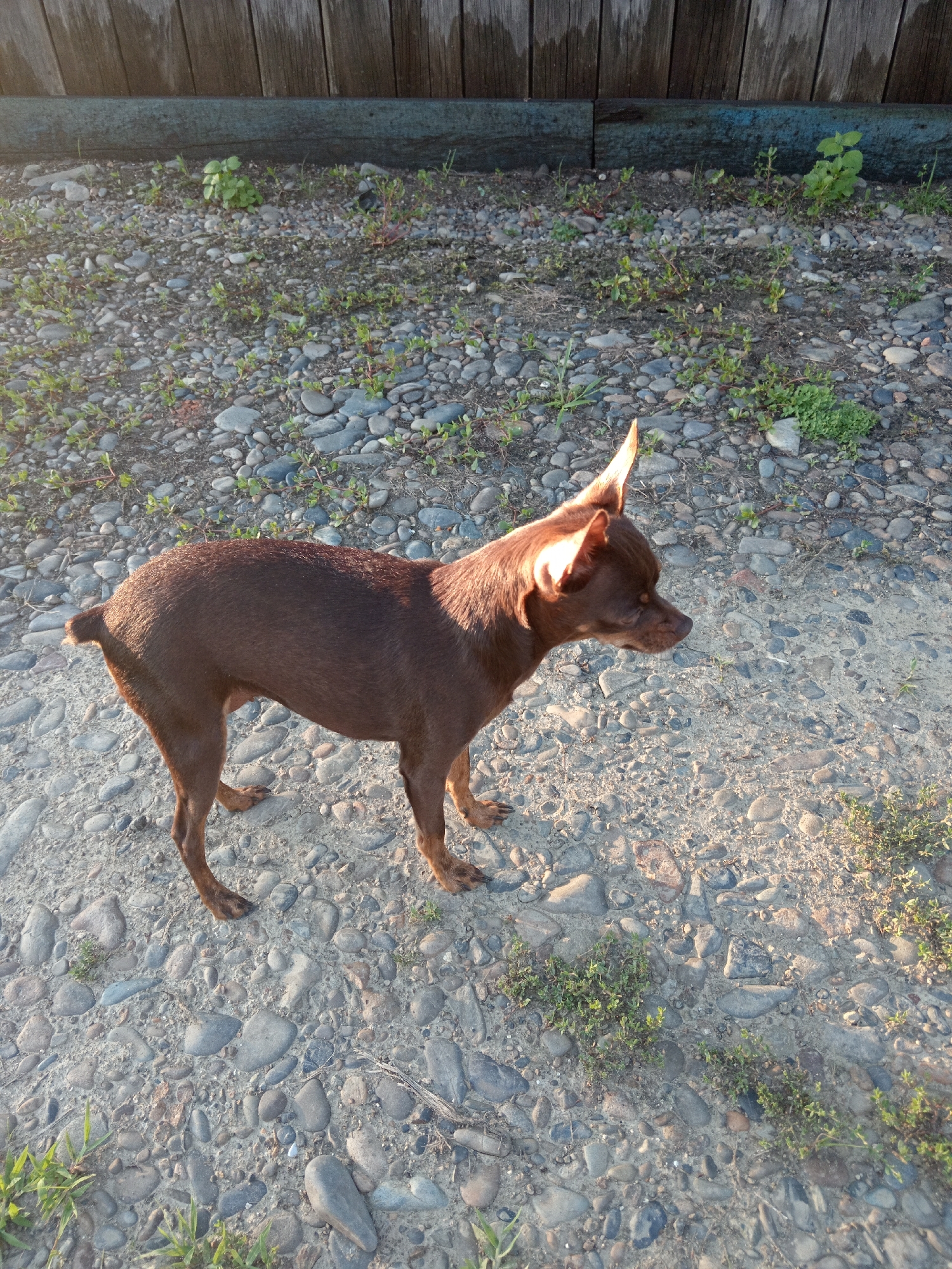 A small, slender, brown dog with large, erect ears stands on a gravelly surface near a weathered wooden fence. The dog is positioned facing right, with its body angled slightly towards the viewer. Its tail is short and appears to be held upright. Patches of sparse green vegetation are visible amongst the stones. The lighting suggests it is late afternoon or early morning, with sunlight casting shadows. The environment appears to be outdoors, possibly a yard or pathway in a rural setting. There is no visible indication of the city of Novopokrovka, Russia in the image.