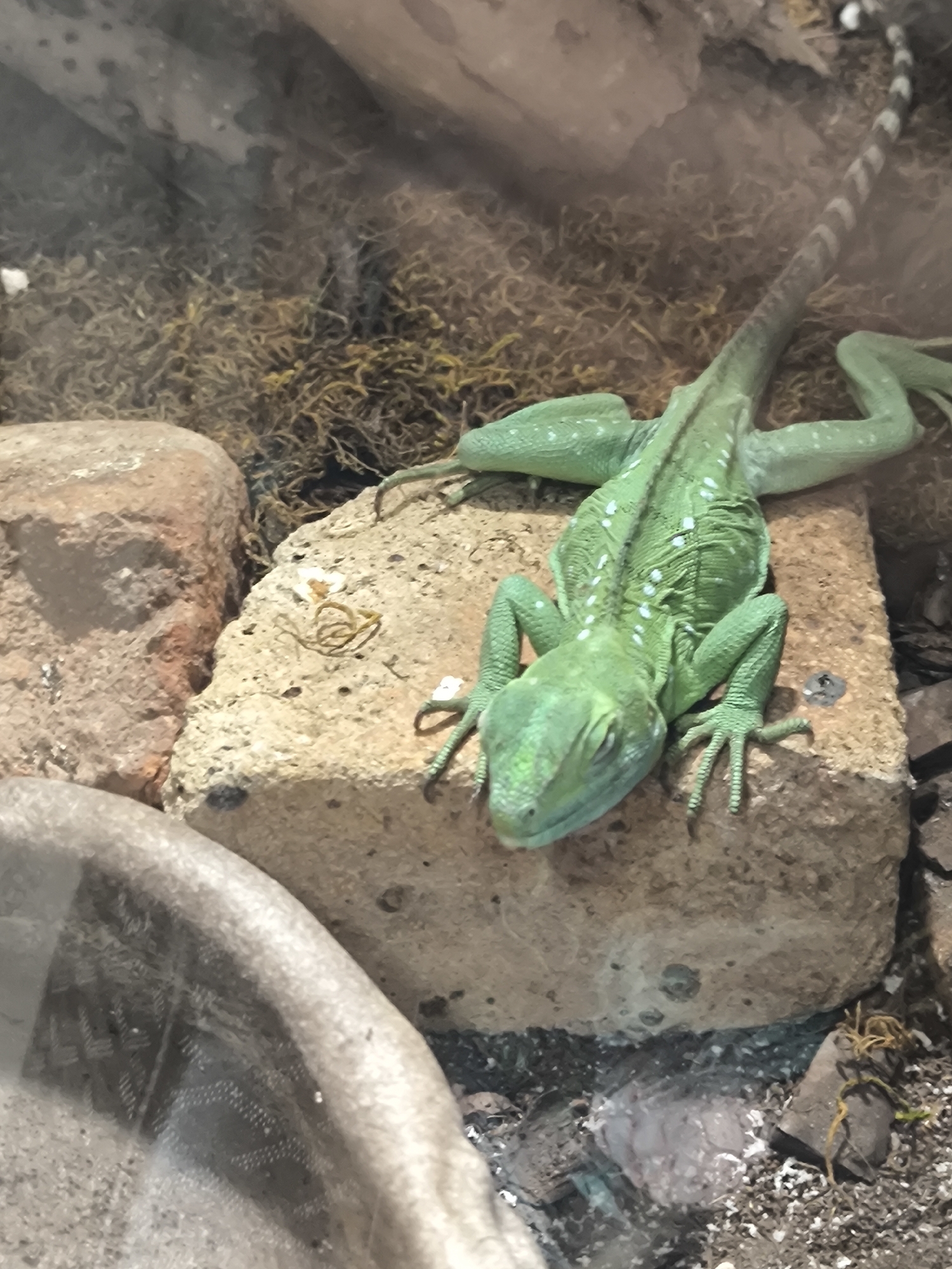 A bright green lizard with white speckles is perched on a tan brick in a terrarium. The lizard's tail is long and banded with dark grey and white rings, and it extends behind the brick, curving to the right. The lizard is facing forward, its head slightly tilted downwards, with its eyes closed. Its front legs are splayed out on the brick, and its back legs are extended behind it. The brick is rough and porous, and it rests on a bed of dried moss and organic matter. To the left of the brick is a large, rounded, reddish-brown rock. In the foreground, a portion of a curved, light-colored surface, possibly glass or plastic, is visible, reflecting a patterned surface. The background is filled with more dried moss and organic debris. The scene appears to be an enclosure for a reptile, possibly in a zoo or a private collection. There is no visible indication of the city of Yerevan, Armenia, in this image.