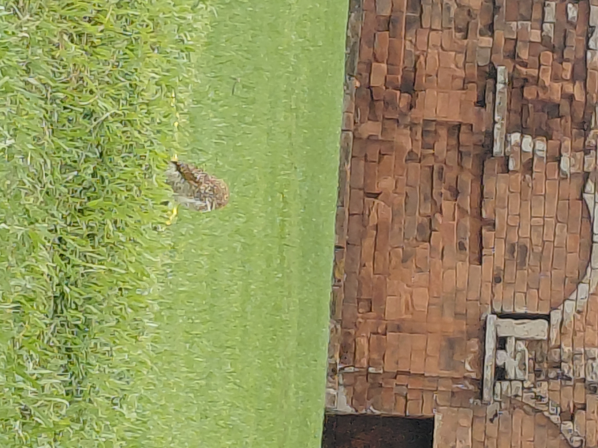 An owl is perched in the grass in front of a brick building. The owl is facing away from the camera and is predominantly brown and white speckled. The building behind the owl is made of reddish-brown bricks with some lighter colored stone accents, possibly indicating age or damage. A dark, recessed doorway is visible on the right side of the building. The foreground is covered in lush green grass, with some yellow elements peeking through near the owl. The scene appears to be outdoors in a grassy area adjacent to an old structure. The image quality is slightly blurred, giving a soft focus effect to the entire scene.