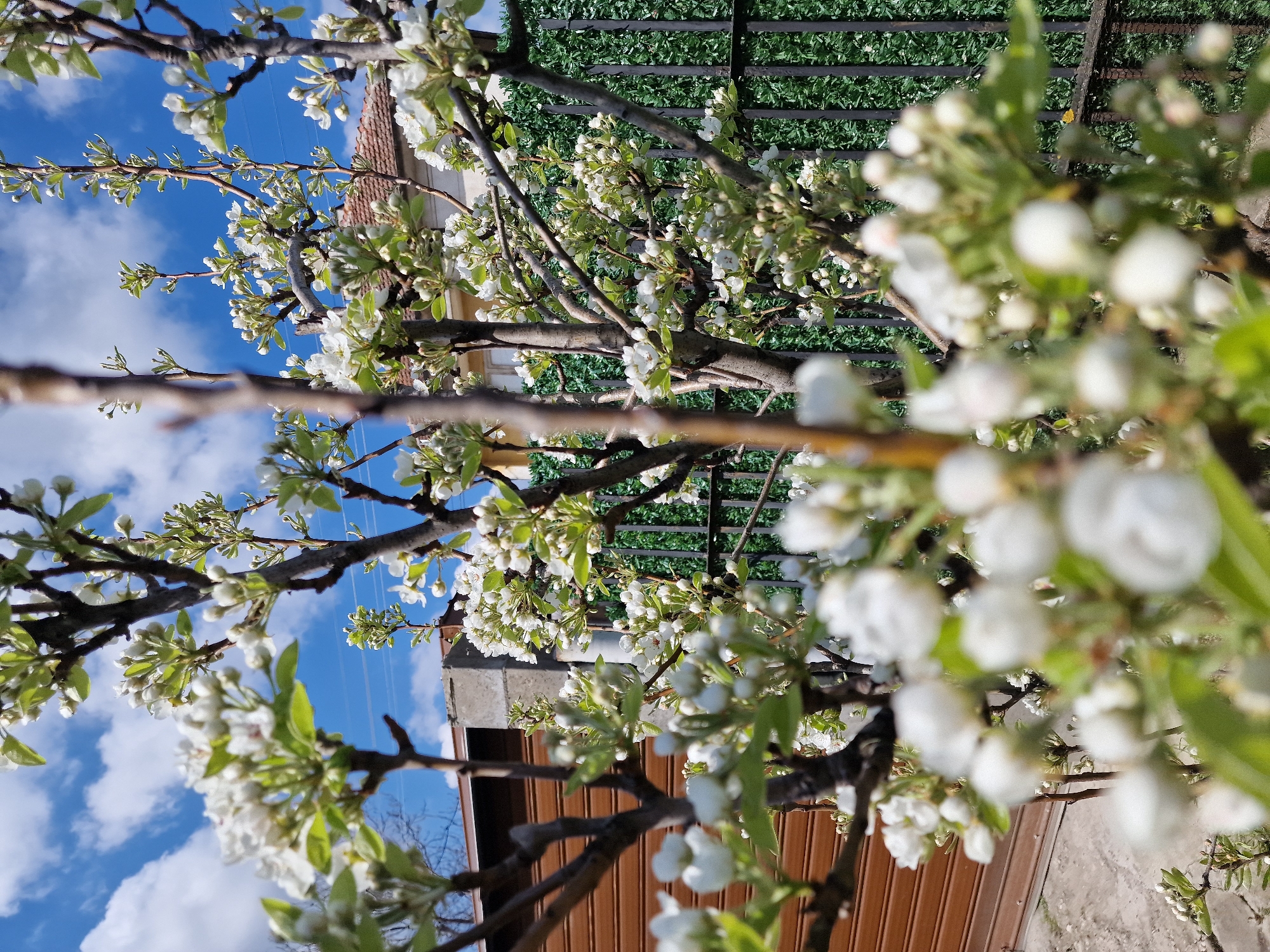 The image depicts a blooming tree in front of a building, under a blue sky. The tree has numerous white flowers and green leaves. In the background, a building with a brown roof and a gray wall is visible. A green fence is partially seen behind the tree. The image appears to be taken at an upward angle, capturing the sky and clouds. The location is the city of Unknown, Unknown.