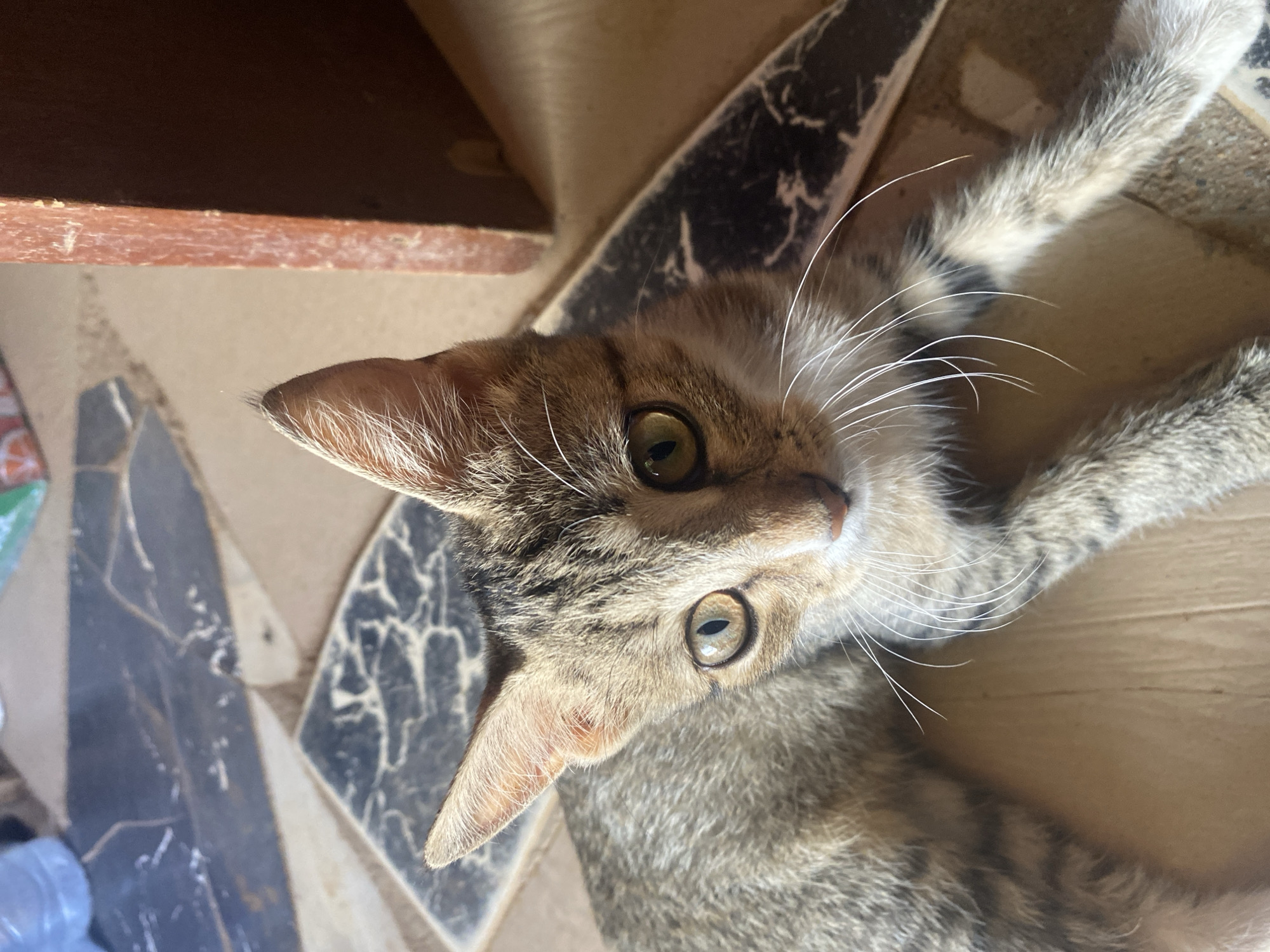 A domestic tabby cat is prominently featured in a close-up, high-angle shot, lying on a patterned tiled floor. The cat has short, soft, brown and grey striped fur with distinctive white whiskers that fan out from its muzzle. Its large, round eyes are a striking greenish-yellow, fixed with an attentive and seemingly curious gaze towards the viewer. One pointed ear is clearly visible, tilted slightly forward.
The cat is positioned diagonally across the frame, with its head slightly lifted and turned. The background consists of geometric or abstract patterned floor tiles in various shades of brown, beige, and black. A dark, possibly wooden, shelf or structure is visible along the top edge of the frame, suggesting an indoor or sheltered outdoor setting such as a patio or veranda. Bright natural daylight illuminates the scene, casting subtle shadows and highlighting the cat's fur. No people are visible. There is no visible text. The overall atmosphere is calm, capturing a moment of the cat's rest and observation in a domestic environment consistent with locations found in Abuja, Nigeria.