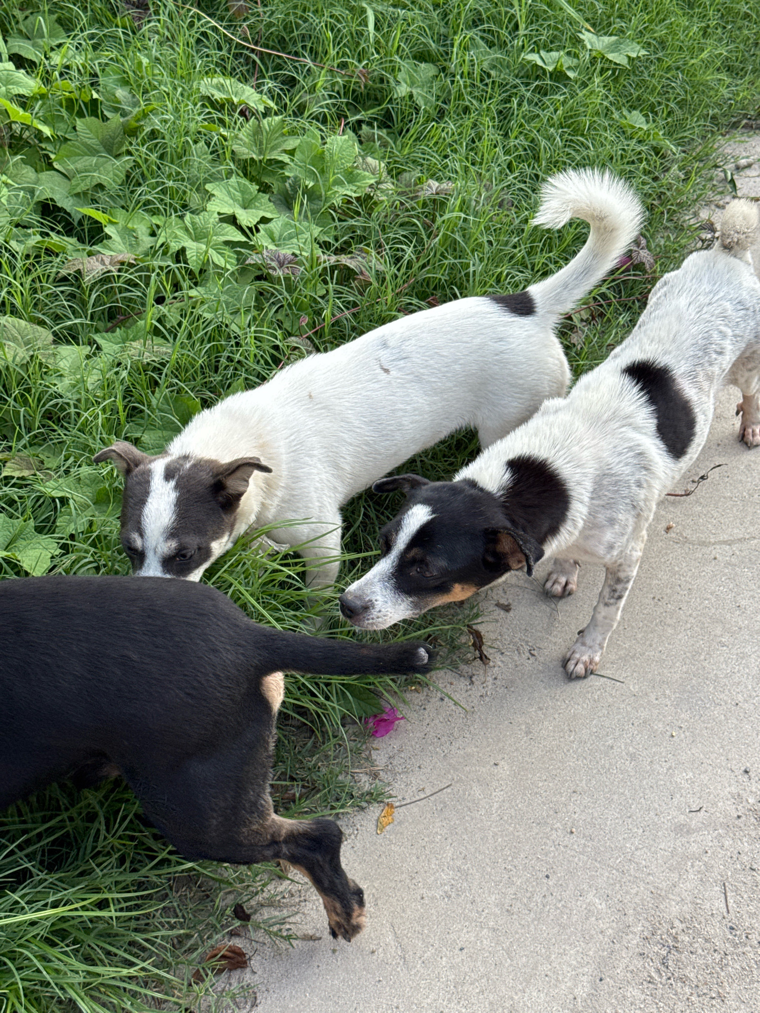 Three dogs are present in the image. One dog is entirely black and lying on its side in the grass. Two other dogs are standing. One is predominantly white with black markings on its head and tail. The second standing dog is mostly white with black speckles and patches. The dogs are positioned on a paved surface adjacent to a grassy area. The scene appears to be outdoors. The environment suggests a potentially urban or semi-urban setting, possibly a street or park.