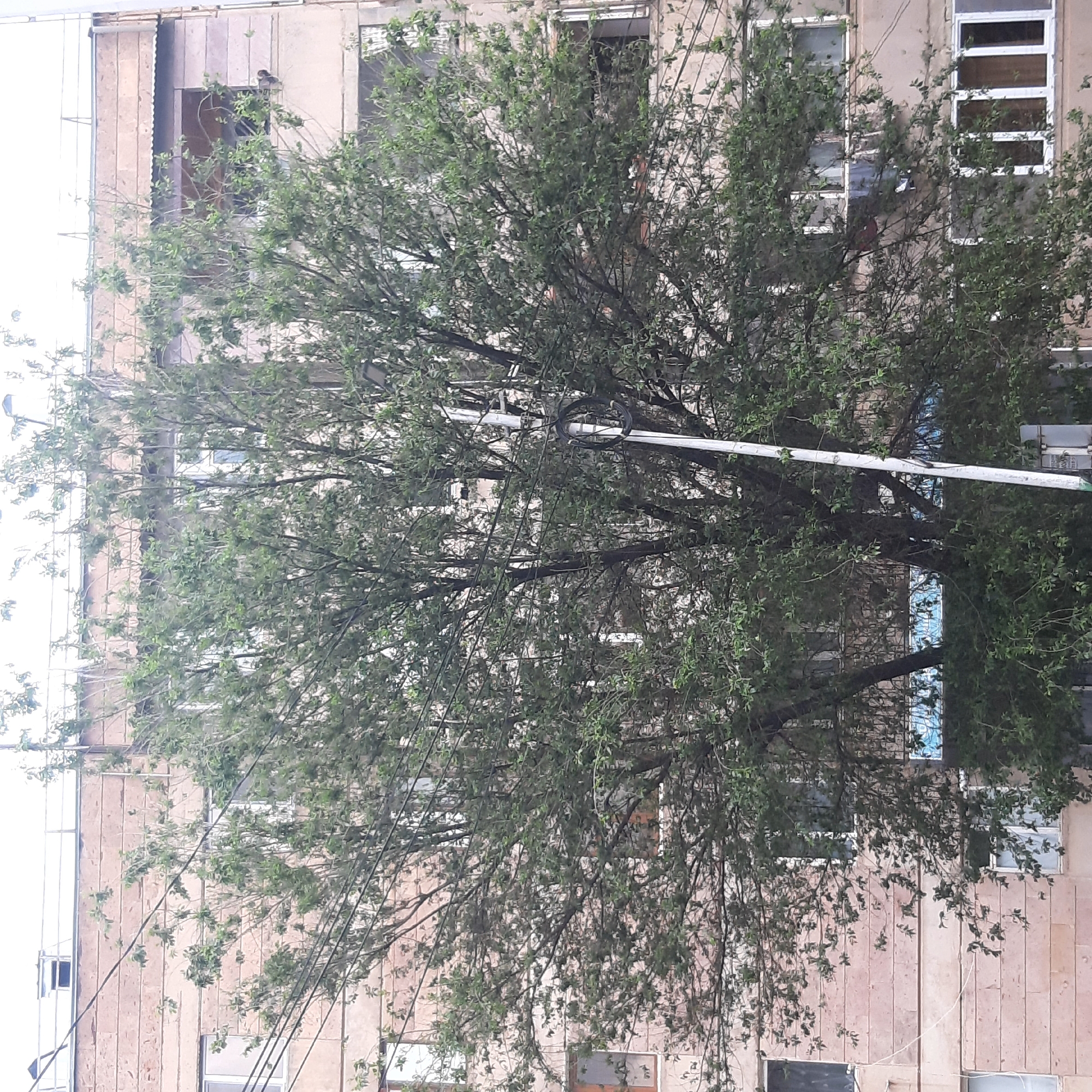 This daytime image, taken in Yeghegnadzor, Armenia, presents a view dominated by a large, lush tree in the foreground, its dense green foliage partially obscuring a multi-story building behind it. The building features a light-colored, possibly stone or concrete, facade with numerous rectangular windows, some of which show reflections of a blue sky or distant elements.
Several utility lines, including a prominent white pole with a coiled black cable, stretch horizontally and diagonally across the upper and middle sections of the image, intertwining with the tree's branches.
Two birds are visible within the scene. A light-colored bird, likely a pigeon or dove, is perched on a balcony or window ledge near the top-left portion of the building. Further into the tree's canopy, towards the center-right, a distinct reddish bird, possibly a cardinal, can be seen resting on a branch amidst the leaves.
The diffused lighting suggests an overcast sky, though the blue reflections in some windows hint at patches of clear sky. The scene is static, showing no human activity. The overall impression is an urban or residential landscape where nature and man-made infrastructure coexist. No visible text is present in the image.