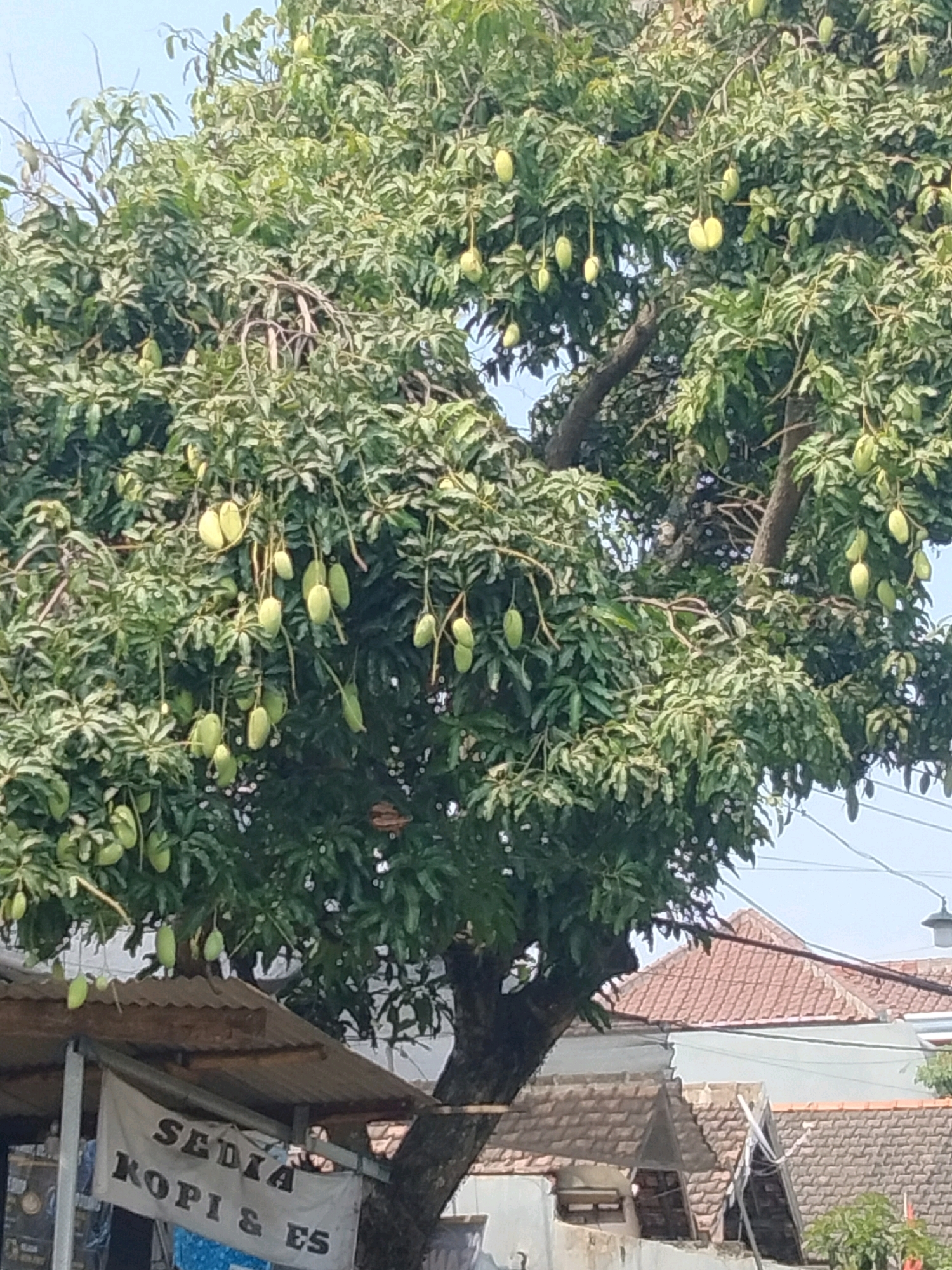 The image captures a street-level view of a mango tree laden with green mangoes, located in Margopatut, Indonesia. The tree dominates the frame, its branches filled with numerous developing fruits. Below the tree, a small, rustic stall with a corrugated metal roof is visible. A white banner hangs from the stall, displaying text in Indonesian: "SEDIA KOPI & ES," which translates to "SERVING COFFEE & ICE." The background shows residential rooftops with tiled roofs, indicative of a typical Indonesian urban or suburban setting. The sky is clear and bright, suggesting daytime. There are no people visible in the immediate scene. The overall impression is one of an everyday streetscape with a focus on the fruit-bearing tree and the small food stall.