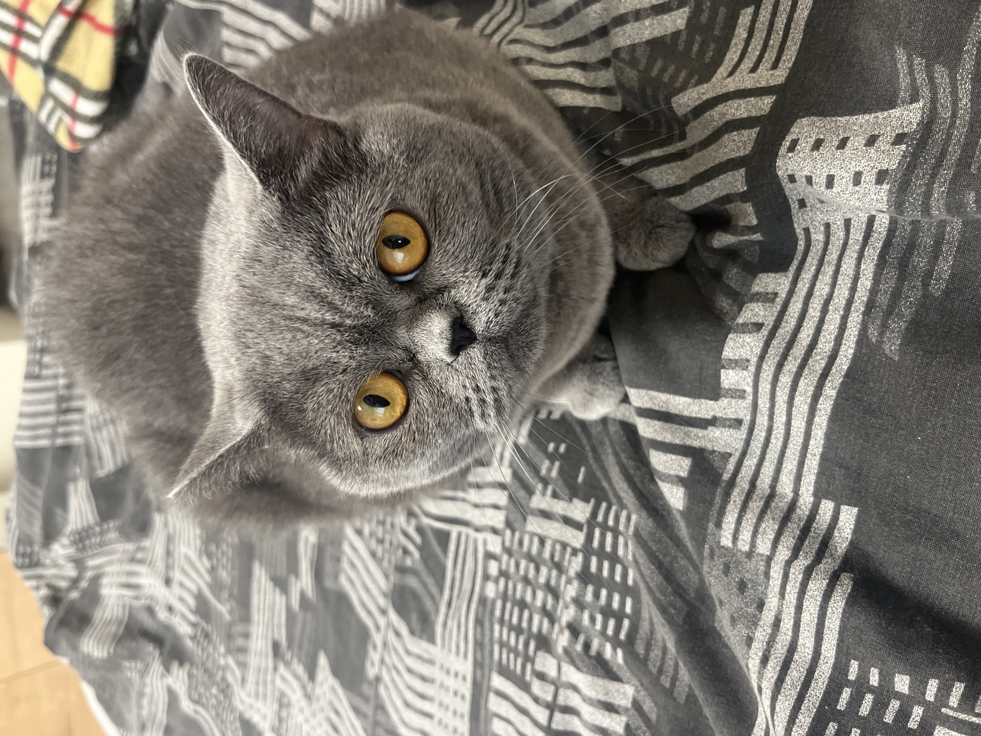 A British Shorthair cat is lying on a grey and white patterned blanket. The cat is grey with large, round, orange eyes and a small pink nose. Its ears are perked up, and its whiskers are fanned out. The cat is looking directly at the camera with an alert expression. The blanket has a repeating geometric pattern of lines and rectangles in varying shades of grey and white.
