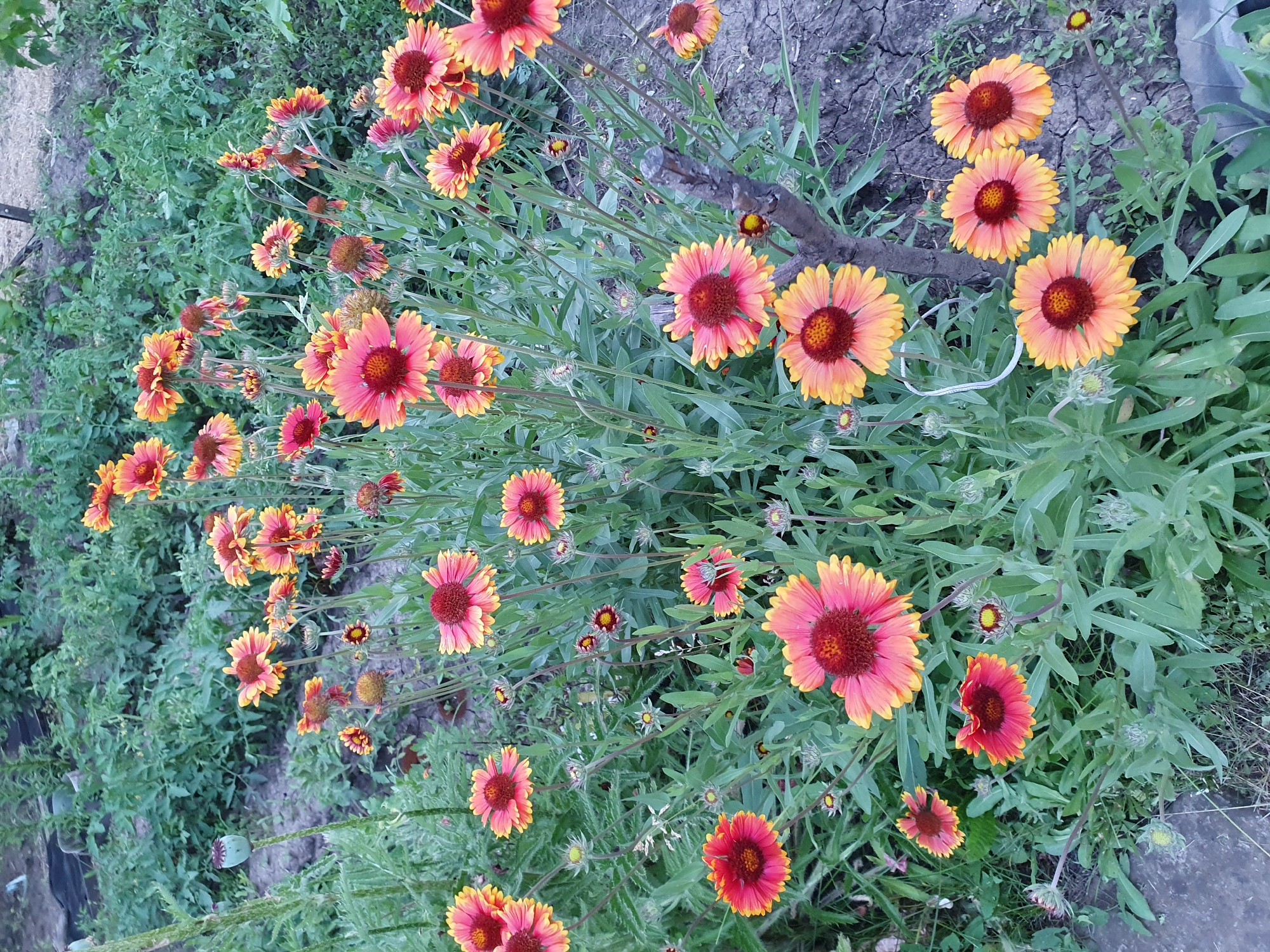 In Novoivanivka, Ukraine, a patch of Gaillardia flowers, commonly known as blanket flowers, blooms vibrantly in a garden. The flowers display a striking bicolored pattern, with petals transitioning from a deep red or burgundy center to shades of orange and yellow at the tips. Many of the flowers are in full bloom, while others are still developing buds. The plants are surrounded by lush green foliage and set against a backdrop of tilled soil and other garden plants. A thin, gray, vertical twig or stake is visible among the flowers, supporting some of the taller stems. The overall scene suggests a well-tended garden in a rural or semi-rural Ukrainian setting.