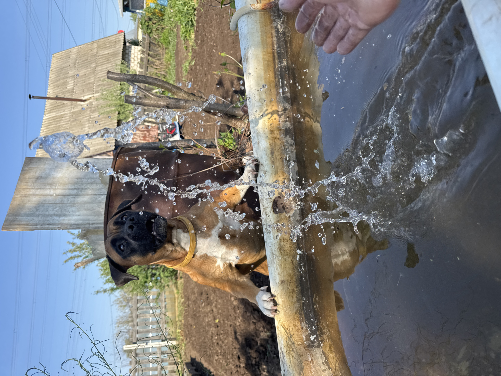 A low-angle, outdoor shot depicts a boxer dog being splashed with water. The dog, a brindle boxer with a black mask and a yellow collar, stands near a large, rusted metal pipe at the edge of a body of water. The dog's front paws are on the pipe. Water is being poured on the dog. The water creates numerous droplets and splashes. Behind the dog is a brown, rusty metal barrel. The background consists of patches of dirt, vegetation, and a weathered building with a corrugated roof. The sky is blue and clear. The location is outdoors, in what appears to be a yard or garden. Based on the information provided the location is in the city of Chaikovsky, Russia. A person's hand is visible near the water, presumably the one pouring the water.
