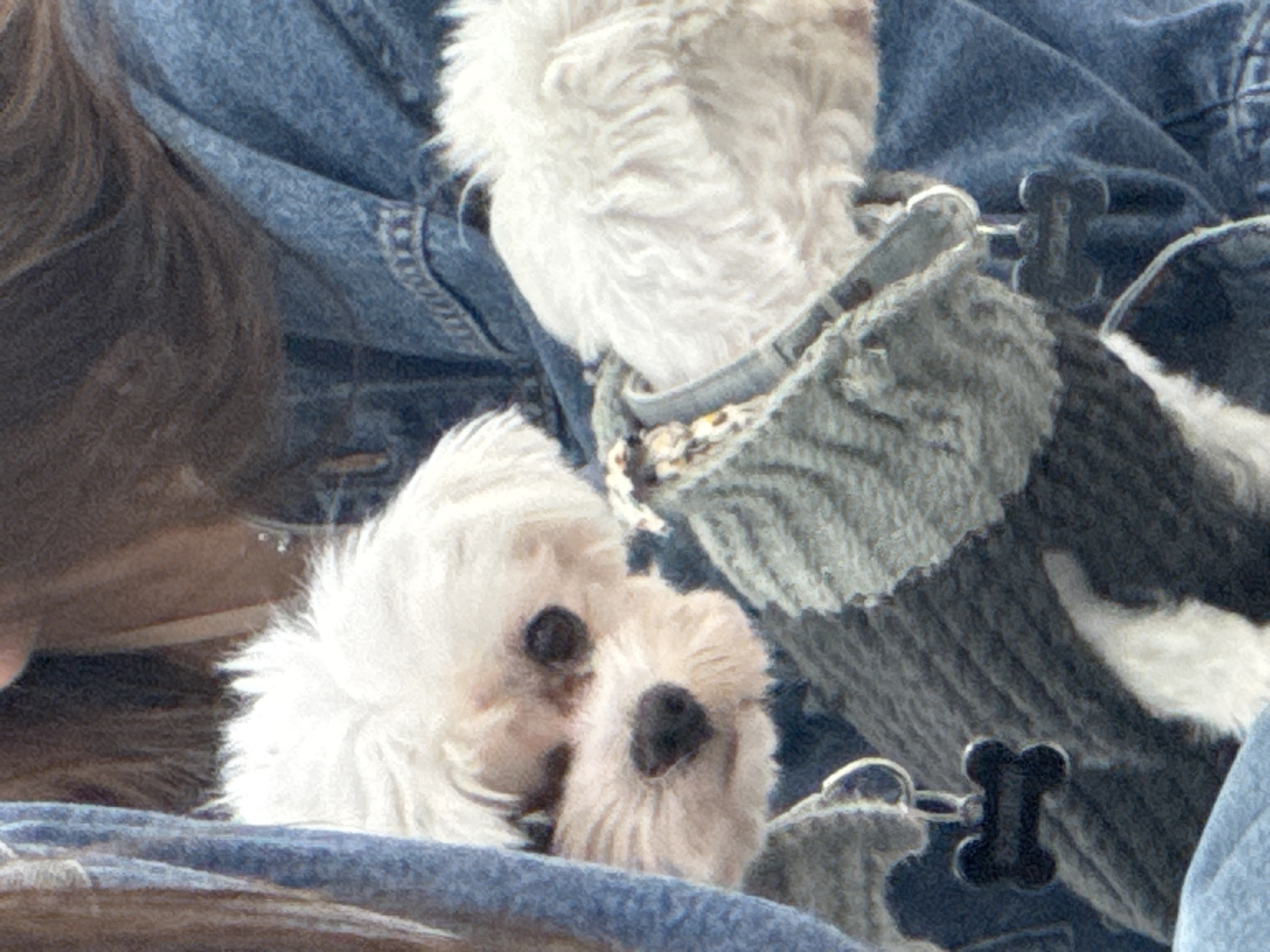 This close-up image captures a tender moment between a person and two small, fluffy dogs. A portion of a person with brown hair is visible on the left, next to the textured blue denim fabric of what appears to be a jacket or shirt.
Two small dogs dominate the center of the frame. One dog, predominantly white with voluminous fur, is seen from behind its head and neck, nestled into the denim. It wears a grey and black knit sweater or harness with a collar featuring a subtle leopard print detail. Below and slightly to the right of the white dog is another smaller dog, cream or light tan in color, with fluffy fur, a dark snout, and dark, visible eyes. This dog appears to be resting its head close to the other dog or the person.
A small, black, bone-shaped tag is visible on the right side of the image, attached to what seems to be a leash or harness clip. The dogs appear calm and relaxed, suggesting a peaceful interaction. The soft lighting and close proximity of the subjects create an intimate and affectionate atmosphere. The background consists primarily of the blue denim, which is slightly out of focus, emphasizing the subjects. There is no visible text in the image. While the location context of Tel-Aviv, Israel is provided, there are no specific visual cues within the image to confirm this.