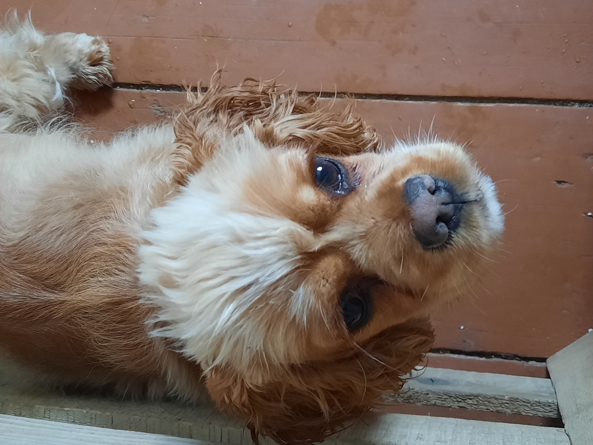 The image depicts a tan and white Cocker Spaniel lying on its back on a surface composed of light gray planks and brown planks. The dog's head is oriented towards the viewer, tilted slightly to the right. The environment does not provide details to infer the location as Krasnogorskoye, Russia. No people are visible.