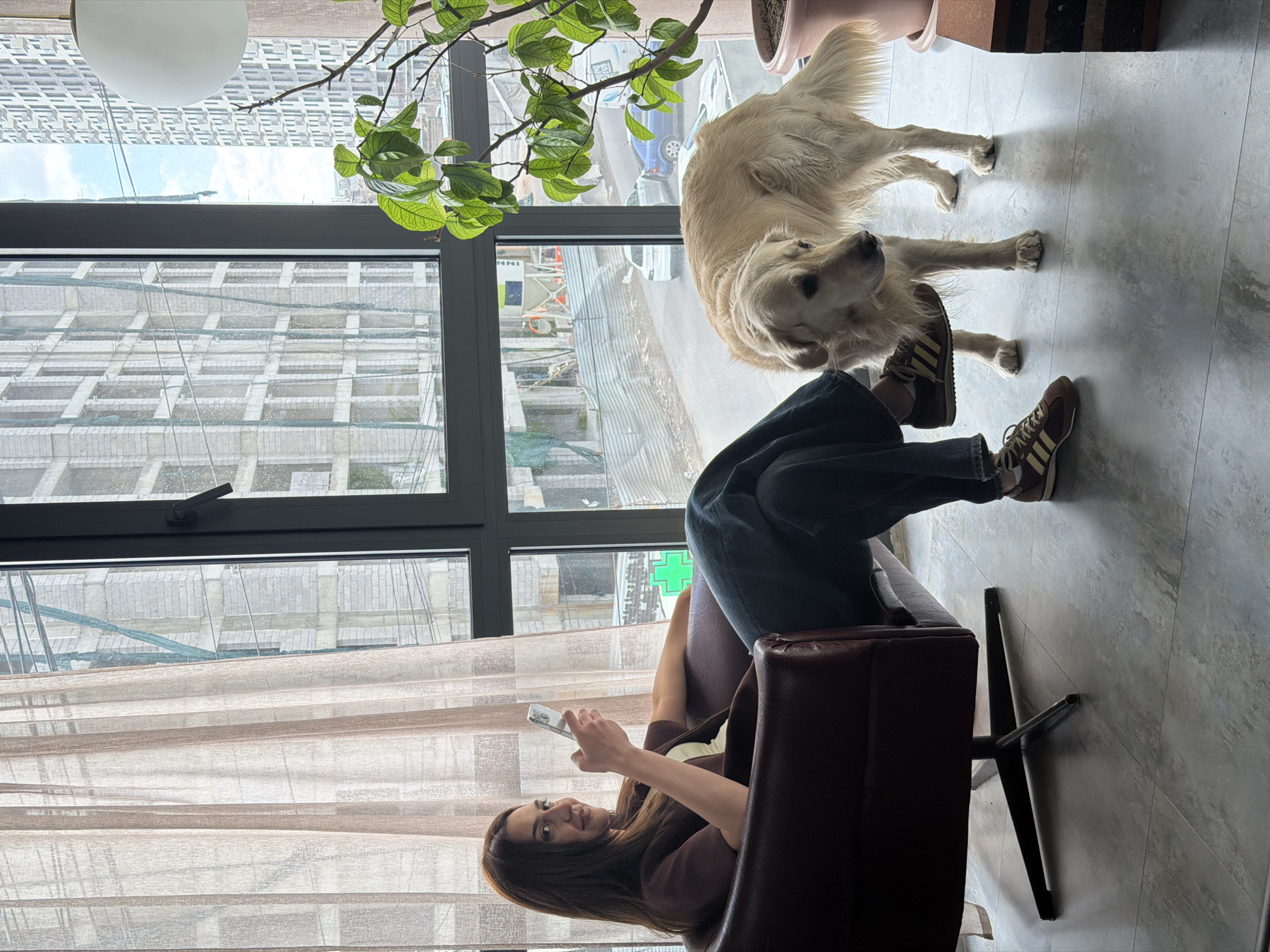 A woman with long brown hair sits in a dark brown armchair, looking at a smartphone in her hands. She wears a brown top and dark blue jeans, with Adidas sneakers on her feet. A golden retriever stands near her feet, looking at the camera. A window behind them shows a construction site and a street view, including a green cross pharmacy sign, indicating the city of Yerevan, Armenia. A large green leafy plant sits in a pot to the side of the window. The scene is well-lit with natural light.
