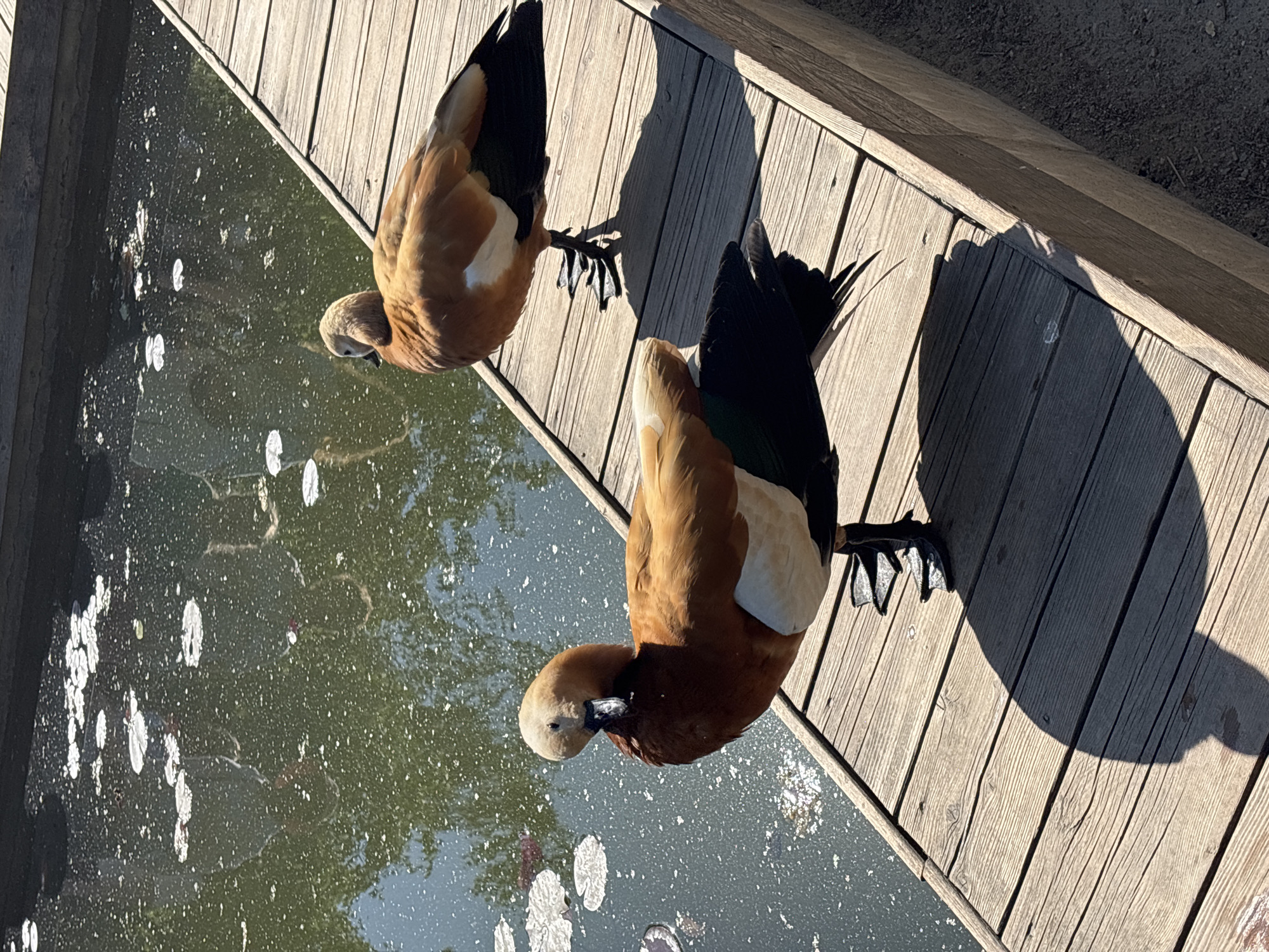 Two Ruddy Shelducks stand on a wooden pier next to a pond. The ducks are predominantly reddish-brown with white markings on their chests and black wingtips. The pond water is dark and reflects the surrounding trees. The pier is made of weathered wooden planks. The image was taken in Moscow, Russia.