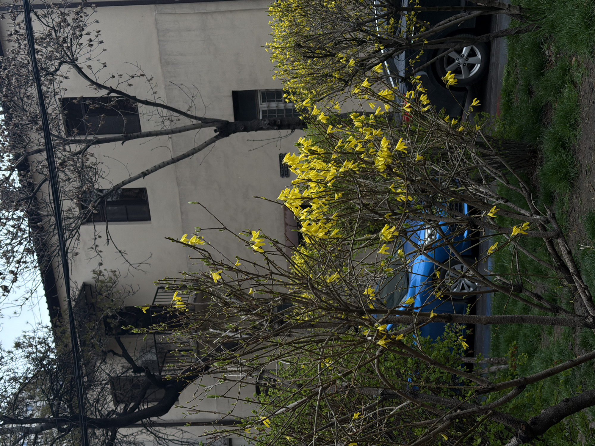 The image displays an urban street scene in Yerevan, Armenia, on an overcast day. In the foreground, multiple deciduous shrubs with sparse branching are prominently featured, adorned with vibrant yellow, trumpet-shaped flowers, indicative of Forsythia in bloom. Green grass covers the ground directly beneath these shrubs. Partially obscured by the flowering foliage are two parked vehicles: a blue car on the left, exhibiting its front headlight and part of a multi-spoke silver wheel, and a dark-colored car on the right, showing its rear wheel and a portion of its body. A paved roadway with a segment of a blue-painted curb is visible beneath the vehicles.
In the midground, a two-story building with a light-colored, likely stucco, facade is visible. The building features multiple dark-framed windows, with two on the ground floor and two on the upper floor. A small balcony with a black metal railing projects from the upper floor. Several bare deciduous trees with thin branches and nascent green buds are interspersed throughout the scene, positioned in front of and around the building. Utility lines are strung horizontally across the upper midground. No human figures are present.