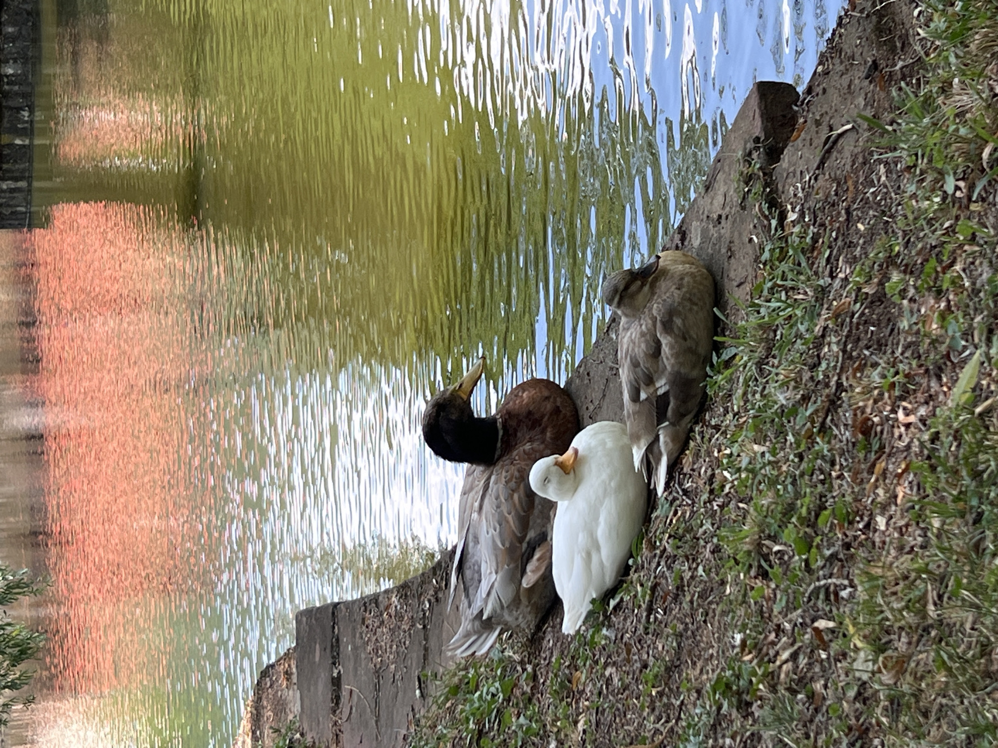 Three ducks are resting on the edge of a body of water, with a reddish-orange reflection on the surface of the water in the background. The duck in the center is white with its eyes closed, resting its head on its back. To its left and slightly behind is a brown and black duck with its head turned to the right, looking at the water. To the right and slightly in front of the white duck is a brown duck with its head down, facing left. The ducks are on a strip of dry land covered with leaves and grass, bordering a concrete edge that slopes down to the water. The water is a murky green with ripples and reflections. The scene appears to be in a park or natural area. There is no indication of the specific location in Vratsa, Bulgaria.