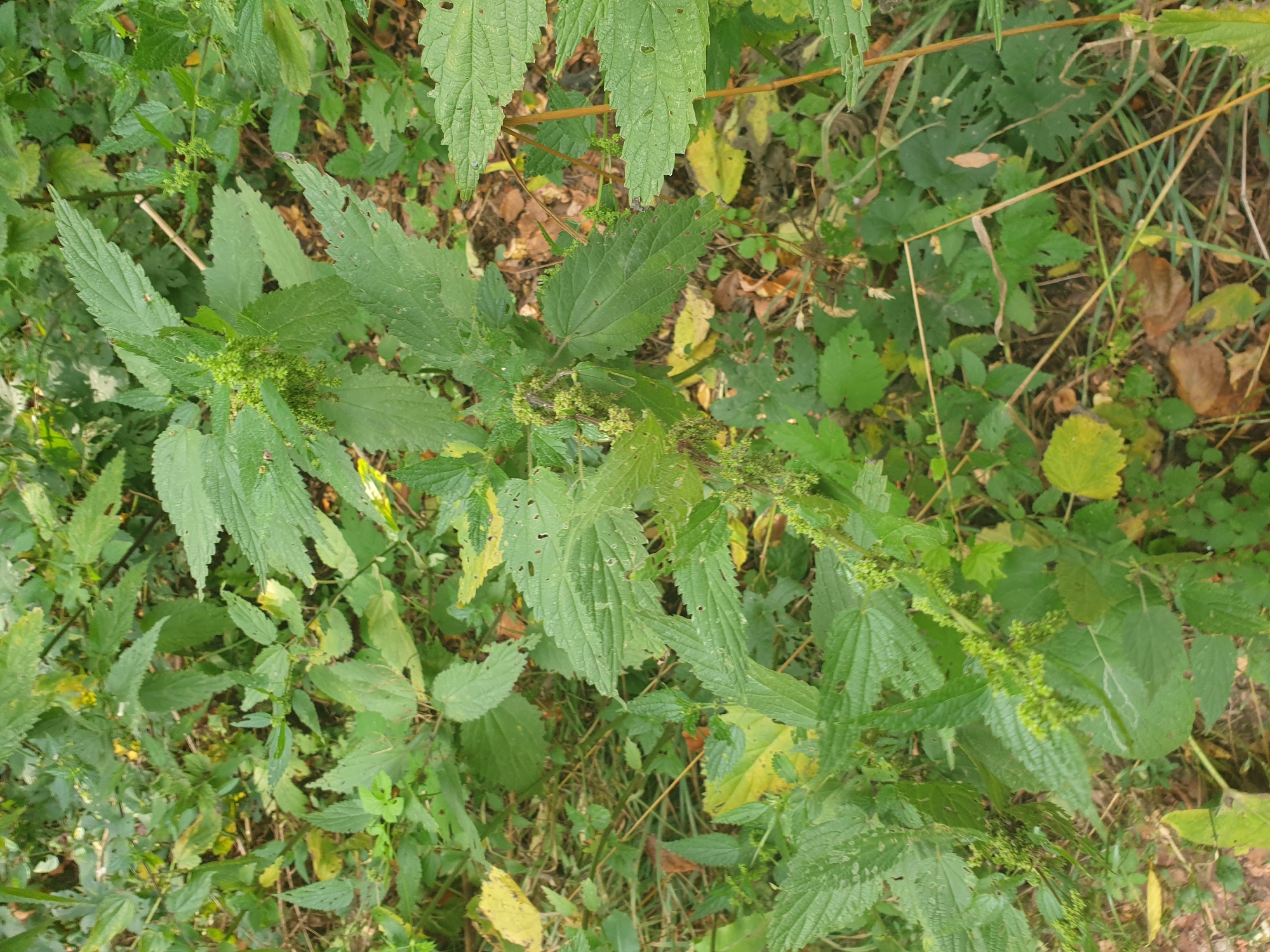 This media file features a close-up, overhead view of stinging nettle plants in a natural outdoor setting. The plants are vibrant green, with serrated leaves and clusters of small, seed-like growths along their stems. Some leaves show signs of damage, with holes and brown edges, suggesting natural decay or insect activity. The background is a dense tangle of green foliage, interspersed with fallen leaves and dry grass, indicating an uncultivated area. A few thin, dry stalks are visible, crossing through the greenery. The lighting suggests it is daytime, with natural light illuminating the scene. No people, objects, text, or specific time of day or weather are discernible beyond the general impression of an outdoor environment. The location context provided is Lozovyi Yar, Ukraine.