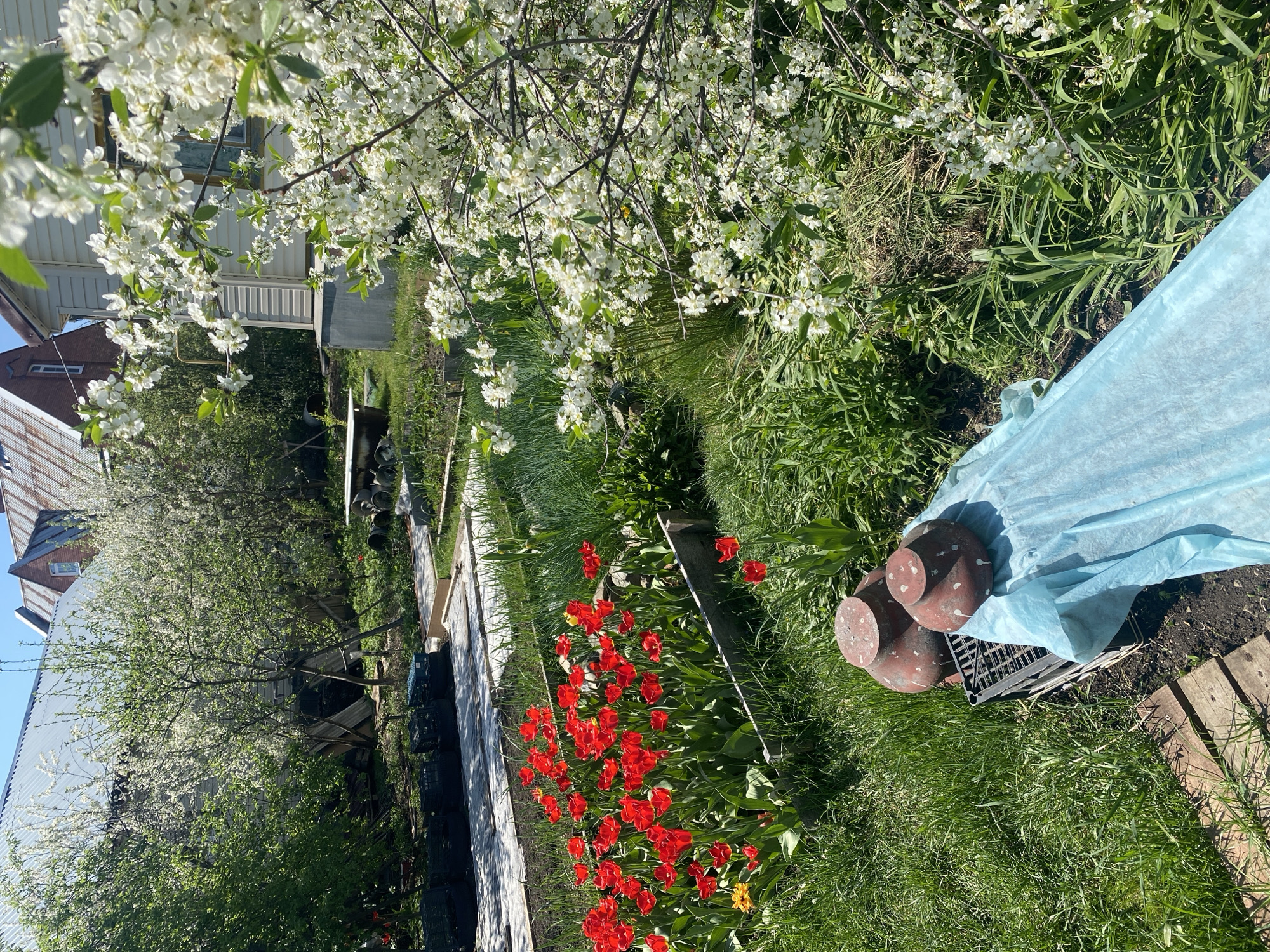 The image shows a garden scene in Novouralsk, Russia. Red tulips are blooming in a raised bed. A flowering tree with white blossoms overhangs the scene. To the right, there are four cylindrical objects with reddish-brown surfaces, partially covered by light blue plastic sheeting. These objects are placed on top of a black plastic crate, which is partially visible. The crate sits on a patch of grass next to a wooden walkway. Other plants and green grass are also visible. In the background, there is a building.