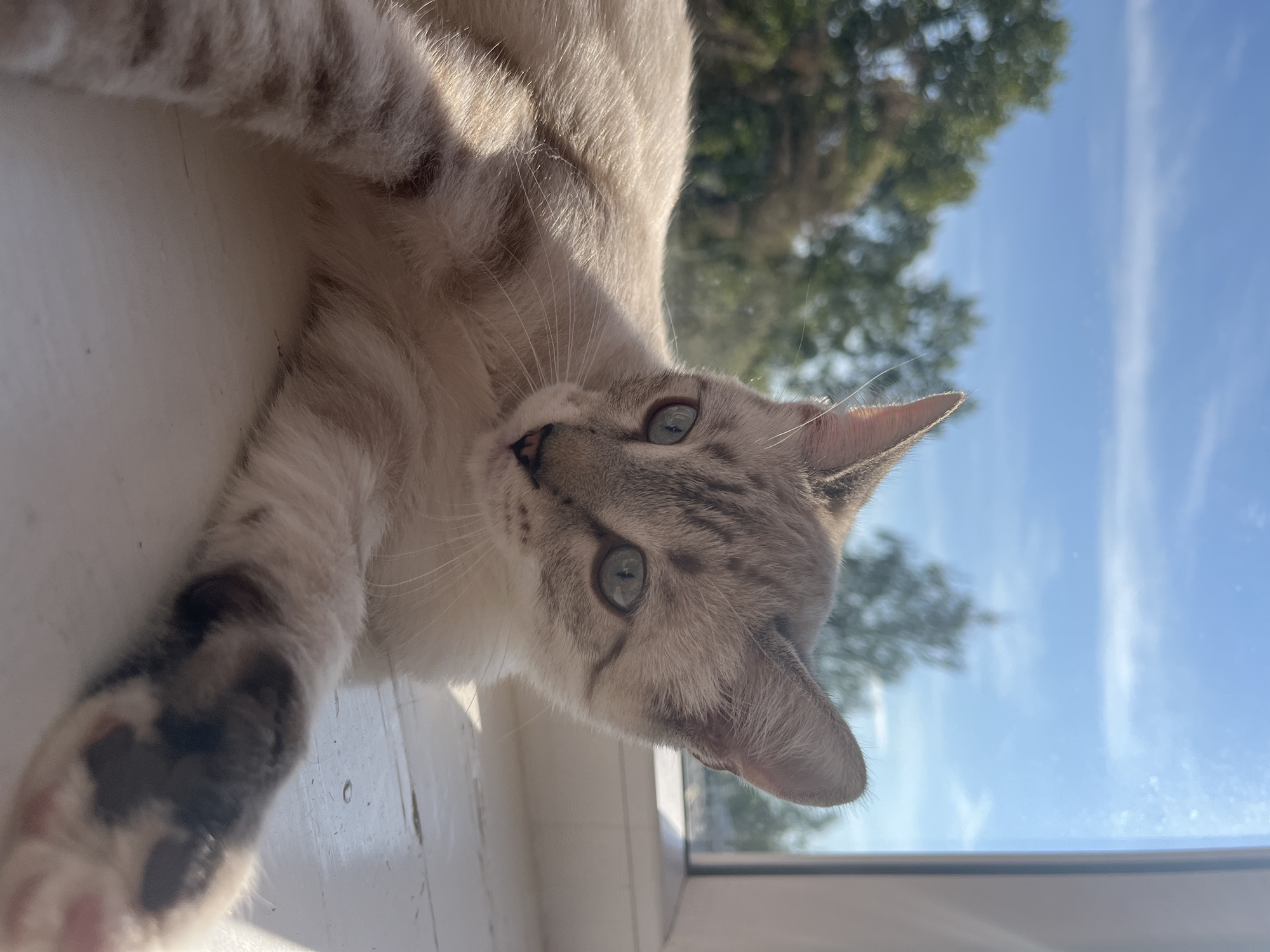 A light-colored cat with blue eyes lies on a windowsill bathed in sunlight. The cat has tabby markings on its face and legs, with dark spots on its paws. Through a window behind the cat, trees and a blue sky with some clouds are visible. The windowsill appears to be made of white painted wood. The image is a close-up of the cat, with its body angled towards the camera and its head turned to the side.