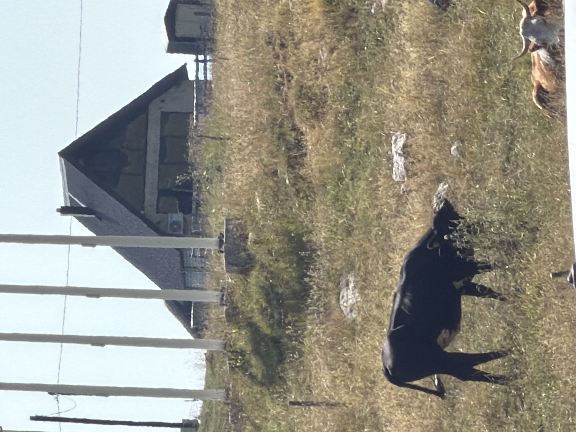 In Virak, Montenegro, a grassy hillside slopes upwards towards a modern, A-frame style building with a dark, steeply pitched roof. The building features large glass windows and an external air conditioning unit. In the foreground, a black cow with white markings is grazing in the dry, yellowed grass. Further in the distance, a brown and white cow lies down. Several tall, slender white poles stand in a row on the left side of the frame, with a dark vertical pole to the far left. The sky above is clear and pale blue.