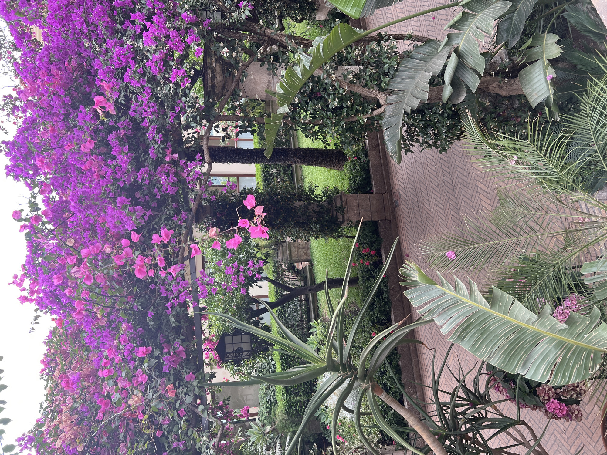 The image depicts a lush, vibrant garden space in Taormina, Italy, characterized by an abundance of flowering plants and greenery. Dominating the upper portion of the frame are cascading branches of bougainvillea, adorned with numerous bright magenta and pink bracts, creating a floral canopy. Beneath this, various other plants are visible, including a large aloe vera plant in the foreground with its characteristic spiky, succulent leaves. To the right, large, paddle-shaped leaves of what appears to be a banana plant or bird of paradise, with prominent green veins, add a tropical feel. The ground is paved with a reddish-brown brick pattern, forming a walkway or patio. In the background, manicured hedges and a patch of green lawn suggest a well-maintained garden. A traditional black lantern hangs from the floral pergola, adding a touch of old-world charm. The architecture visible in the background, with stone columns and building facades, hints at the presence of a villa or a historical building integrated into the garden setting. The overall impression is one of a serene and picturesque outdoor space, typical of the Mediterranean landscape. There are no people or animals present in the image.