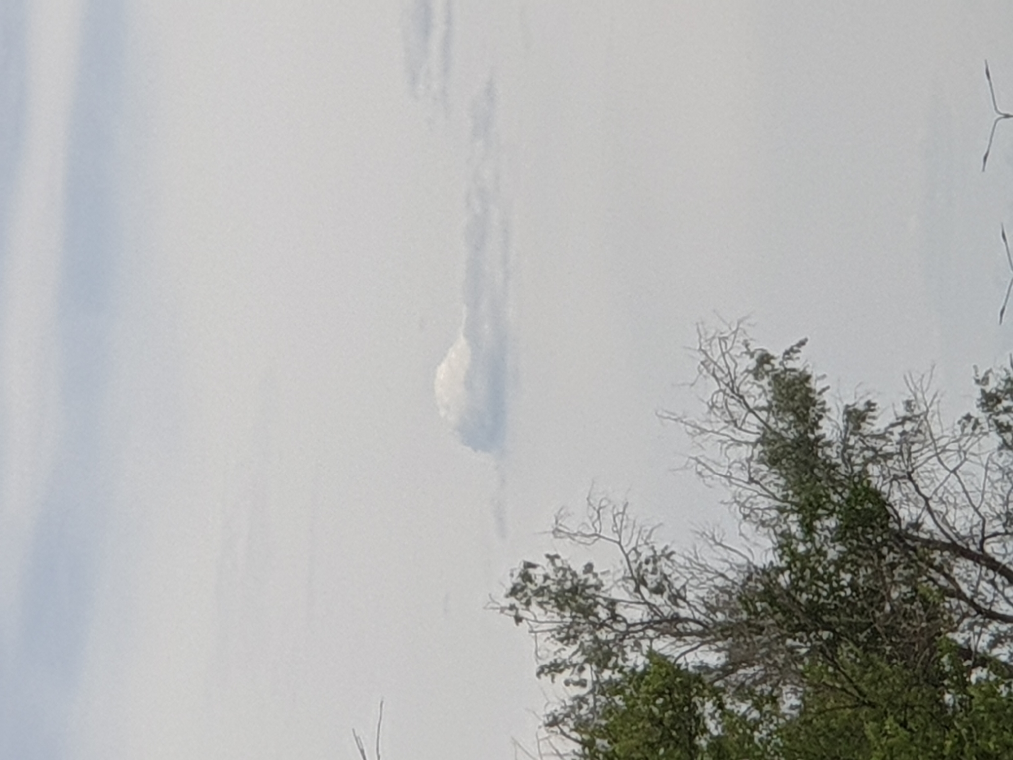 The image shows a cloudy sky with a single, distinct cloud formation that resembles a sperm whale. The cloud is white and appears to be illuminated by sunlight from above. In the foreground, on the left side of the image, there is a tree with green leaves and bare branches. The background is a light gray sky with some diffused clouds. The lower part of the image shows two streetlights, suggesting an urban environment. The scene is likely in Qonaev, Kazakhstan.