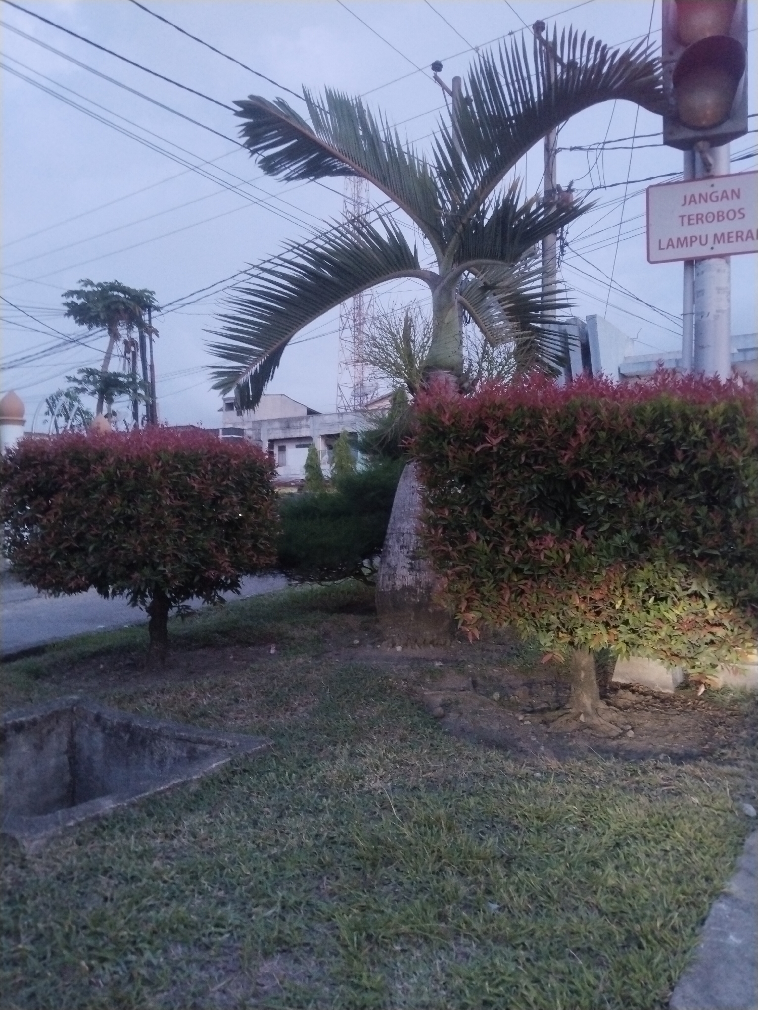The image shows a street scene in Lhokseumawe, Indonesia. There are two square-shaped bushes on a grassy lawn, flanking a palm tree. Behind the palm tree are several buildings, including what appears to be a small mosque dome on the left. Above and behind the trees, there are utility poles and power lines. To the right of the palm tree is a traffic light with a sign that reads "JANGAN TEROBOS LAMPU MERAH" (Do Not Run Red Lights). In the foreground on the left is a concrete drainage ditch. The image appears to be taken in the early evening or late afternoon due to the dim lighting.