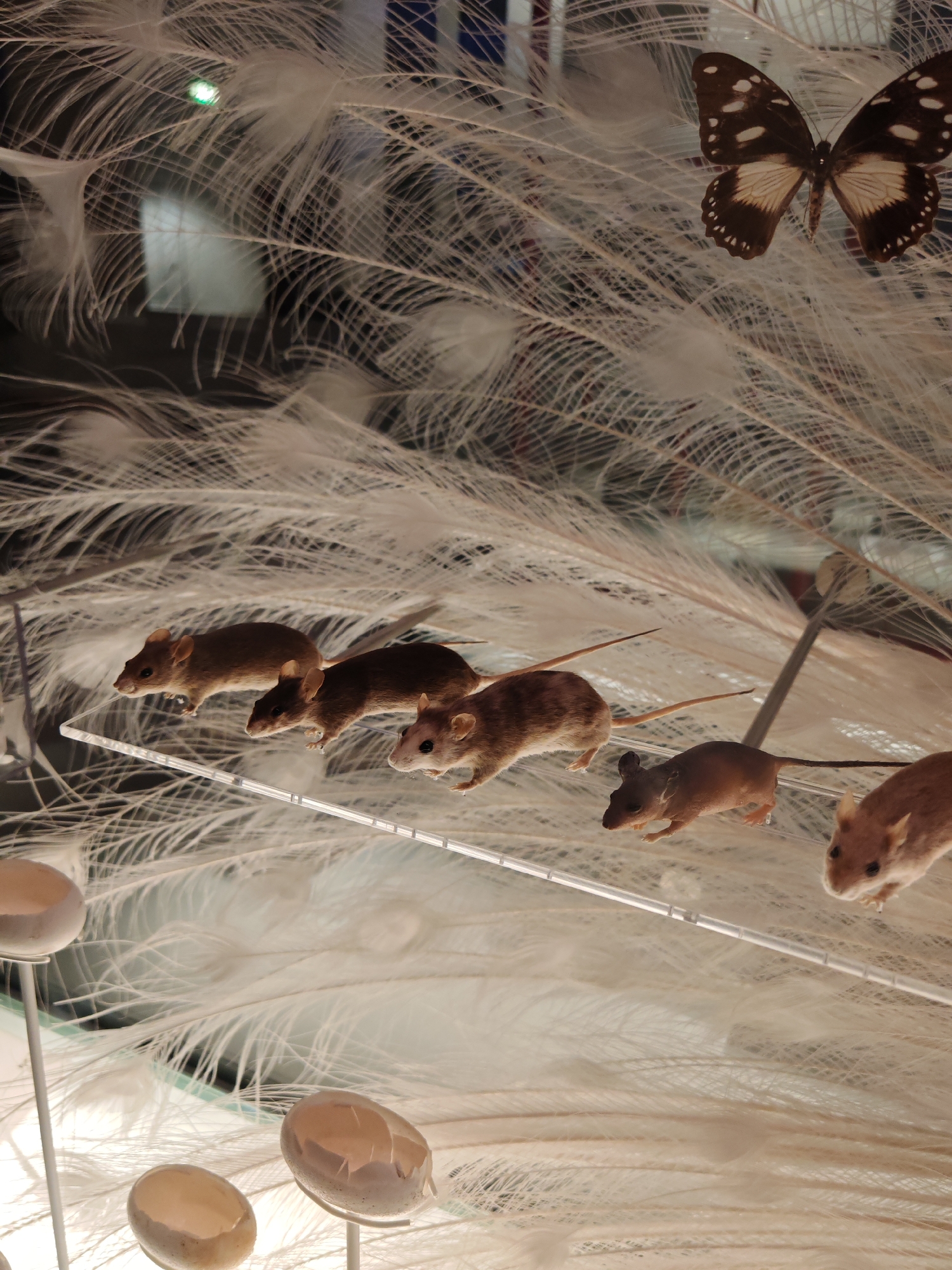 A high-angle, indoor shot shows an arrangement of taxidermied mice and a butterfly, likely a museum exhibit, with feathers and eggshells as props. Five mice, ranging in color from light brown to a darker reddish-brown, are posed as if running along a clear acrylic shelf. At the upper right, a butterfly with brown and tan wings sits atop white feathers. Several eggshells on metal stands are in the lower left. The background consists of more white feathers, creating a soft, textured backdrop. The lighting is warm, with a slight glow illuminating the exhibit. The location is likely in a natural history museum in London, United Kingdom.