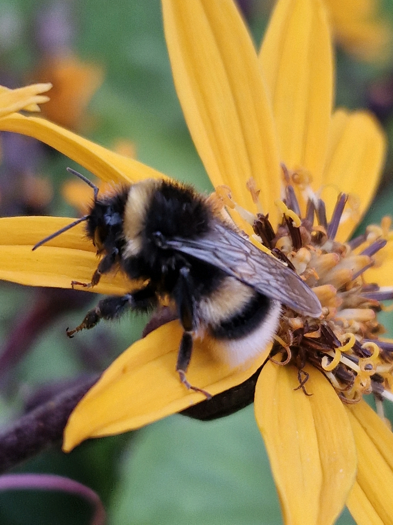 A close-up, macro photograph captures a bumblebee perched on a bright yellow flower petal. The bumblebee is predominantly black and yellow, with a fuzzy texture. Its wings are visible, appearing iridescent and delicate. The flower has broad, pointed petals and a central disc covered in stamens and pistils. The background is a soft blur of green, suggesting foliage. The lighting is natural, highlighting the textures and colors of the bee and flower. The image appears to be taken outdoors, possibly in a garden or natural setting. The specific location in Klaipėda, Lithuania, is not discernible from the visual information provided in the image.