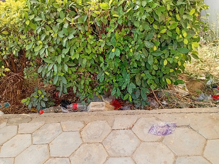 A dense green bush grows behind a low concrete retaining wall. Litter, including red plastic bottles and plastic bags, is scattered along the base of the bush. A paved walkway with large, hexagonal tiles stretches across the bottom of the frame. A crumpled piece of translucent purple plastic sits on the walkway.