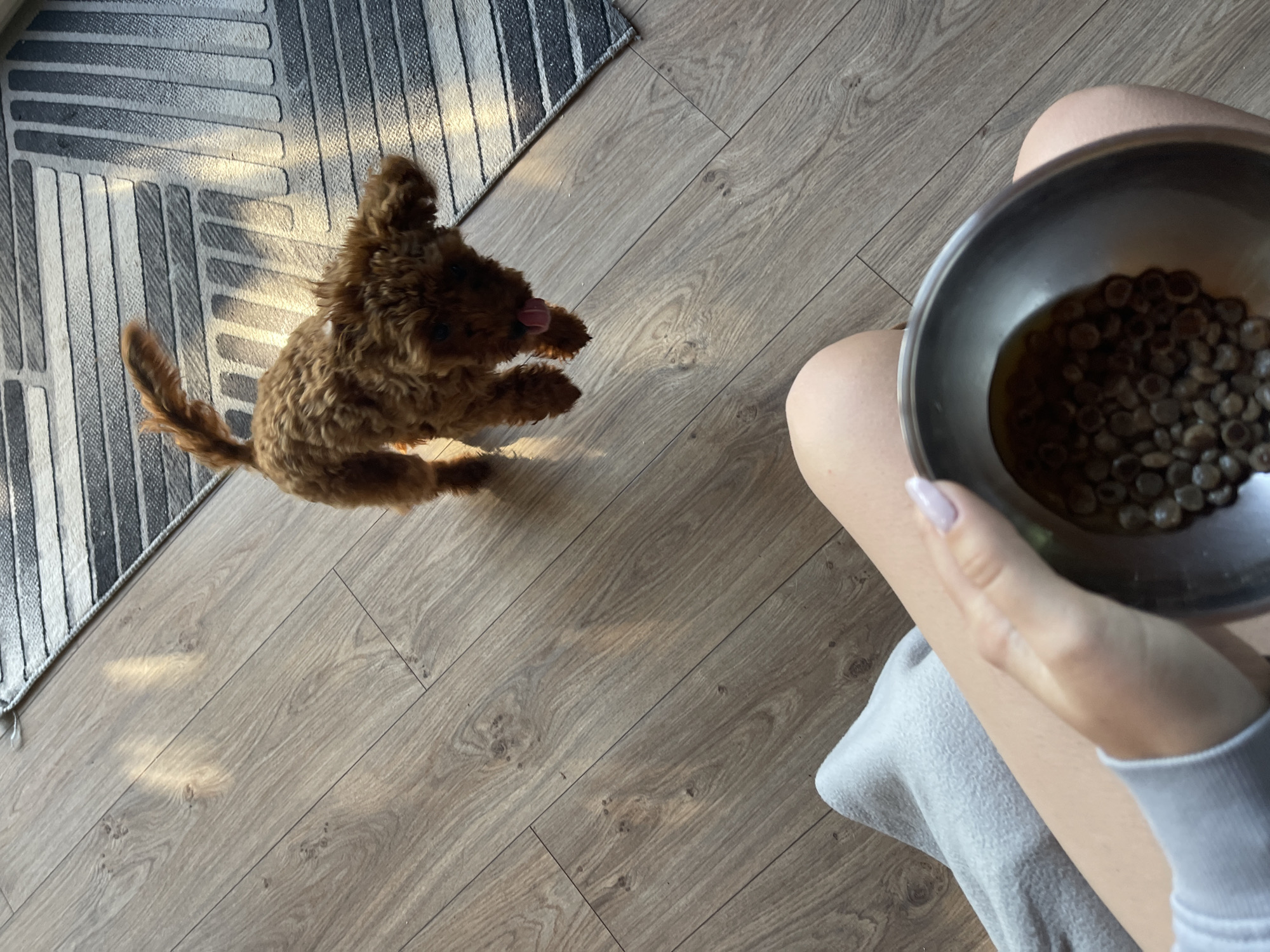 A small, curly-haired, reddish-brown dog is standing on a wooden floor next to a striped rug. The dog is looking down and to the right, with its tongue sticking out. In the foreground, a person's hand is holding a metal bowl filled with dog food. The person's legs are visible, and they are wearing a light grey blanket. Sunlight is streaming in from the right side of the image, casting long shadows on the floor. There is no discernible information to place the scene in Sofia, Bulgaria.