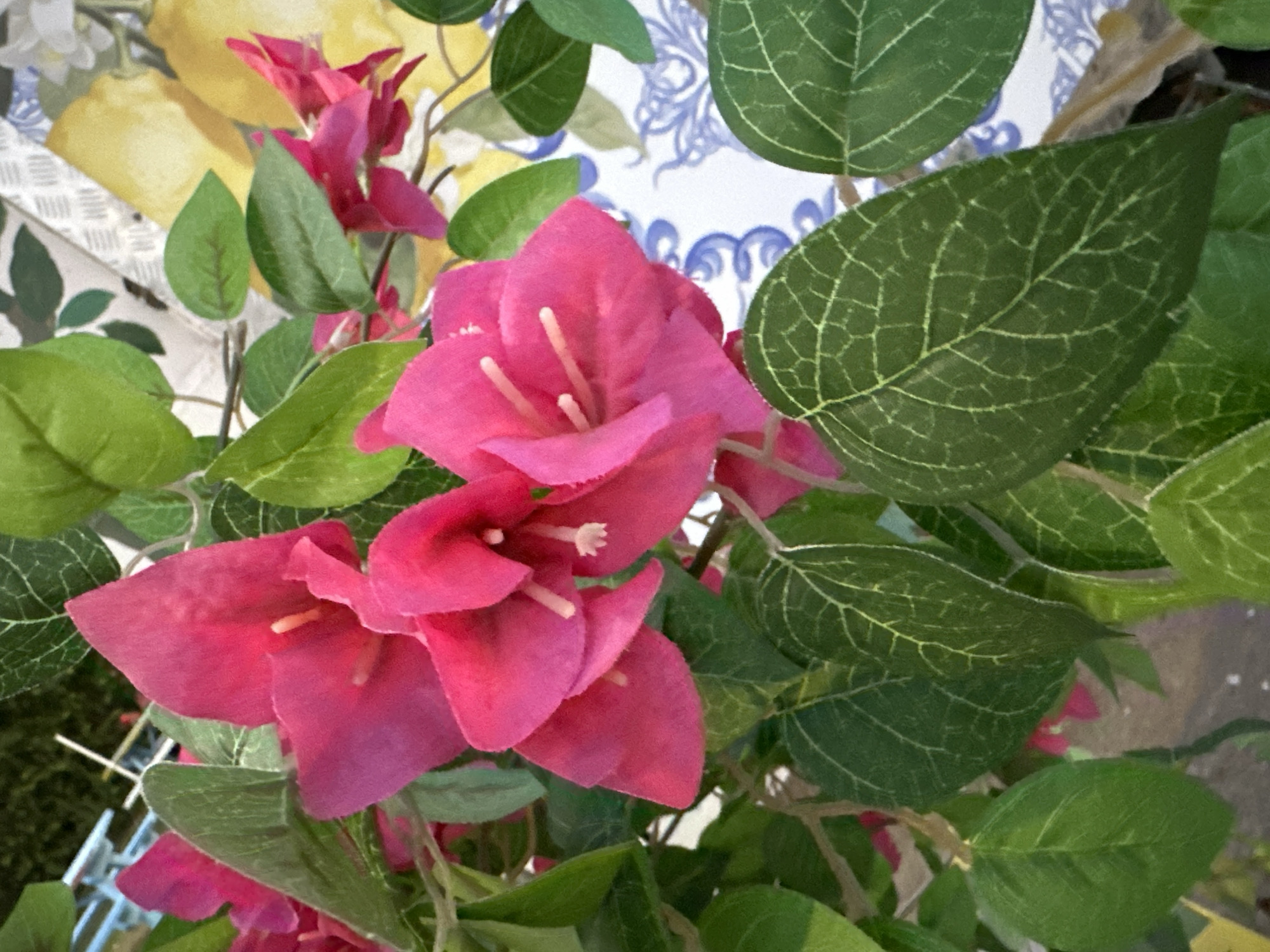 The image shows a close-up of bright pink bougainvillea flowers and vibrant green leaves. The bougainvillea flowers are a focal point, with their delicate petals and thin stamens visible. The leaves are broad and veined, creating a lush backdrop for the flowers.
In the background, glimpses of other elements are visible, suggesting a decorative or artificial arrangement. There are hints of yellow shapes that resemble lemons, and a background with a blue and white patterned fabric or surface. There is also a textured, silver-colored surface peeking from the left side.
The lighting suggests daylight, but it is difficult to determine the time of day precisely due to the close-up nature of the shot. The overall impression is of a colorful and lively display, possibly an indoor decoration or a carefully arranged outdoor garden feature. The location context is Haifa, Israel. No text is visible in the image.
