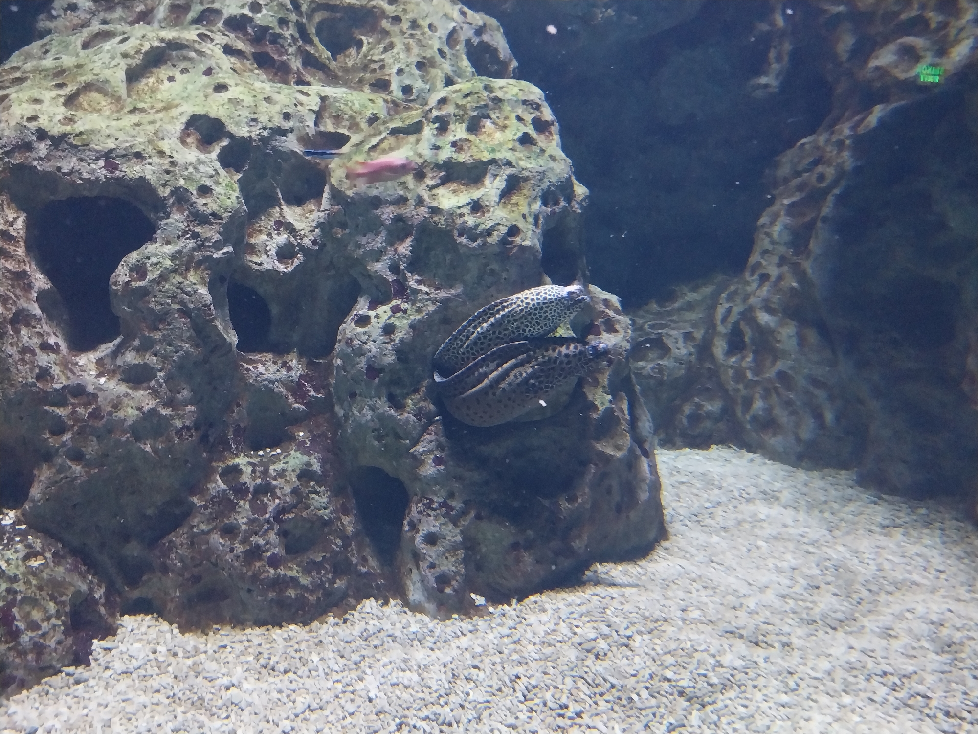The image depicts an underwater scene with two moray eels resting on a rocky structure. The eels have dark spots on their bodies. The rocky structure is porous and textured. A few small fish are visible in the background. The bottom of the scene is covered with light-colored gravel. The setting suggests an aquarium environment. The location is the Sochi Discovery World Aquarium in Sochi, Russia.