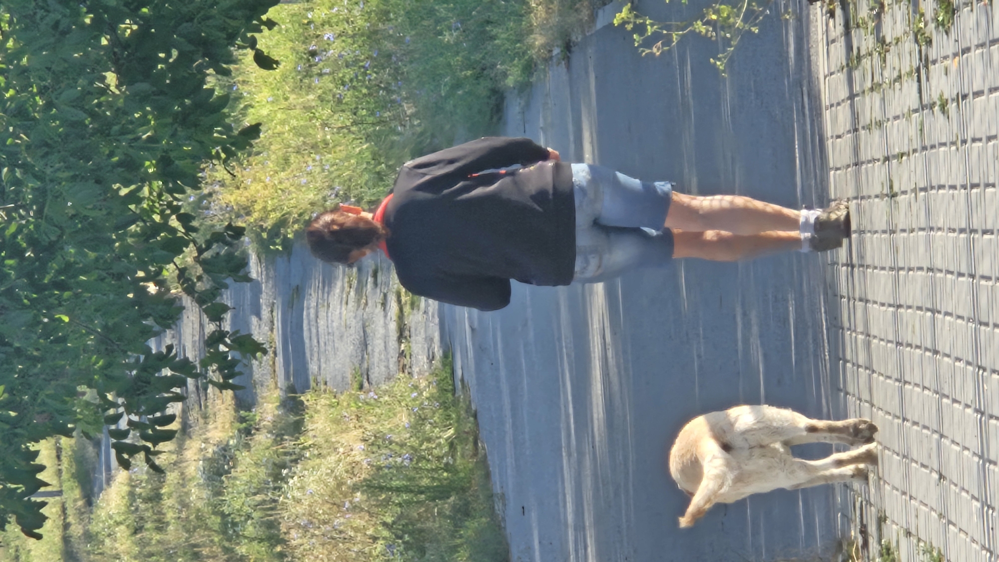 A woman and a dog walk along a paved path lined with vegetation. The woman, viewed from behind, wears a black jacket, blue denim shorts, and grey shoes with white socks. Her hair is pulled back in a bun. The dog, a light-colored canine, walks ahead of her on the path. The path appears to be an asphalt walkway, possibly in a park or recreational area, with sections of cracked surface. The surrounding area is overgrown with green grass and wildflowers. The scene is lit by the warm, low-angled light of what appears to be early morning or late afternoon, casting long shadows. The location is not specifically identifiable as Prešov, Slovakia, based on visual cues alone.