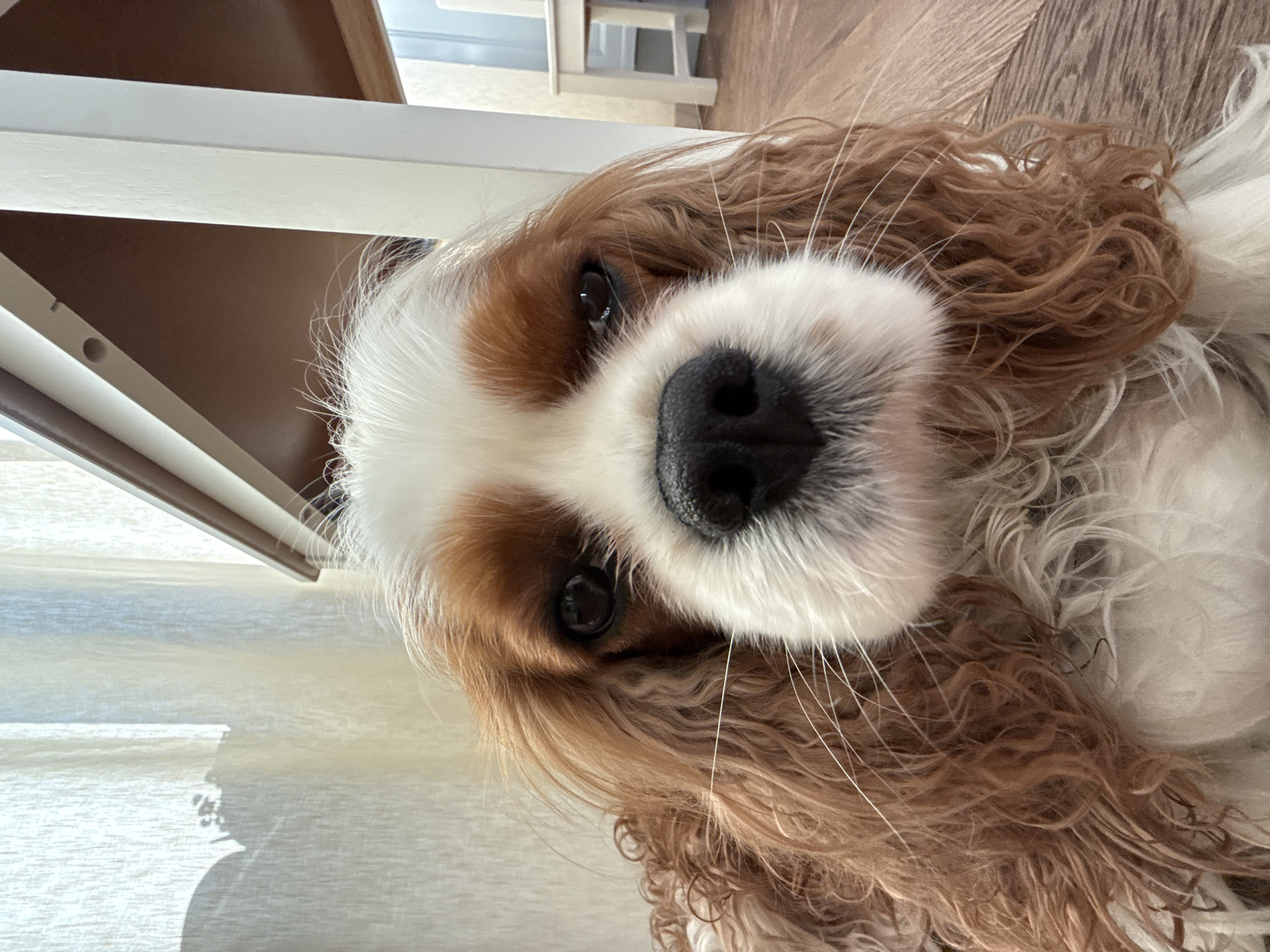 A Cavalier King Charles Spaniel's face is in close-up. The dog has a black nose, brown and white fur, and dark eyes. It is lying on its side, with a wooden floor visible in the background. Part of a white table leg is visible on the left. The location cannot be determined from the image.