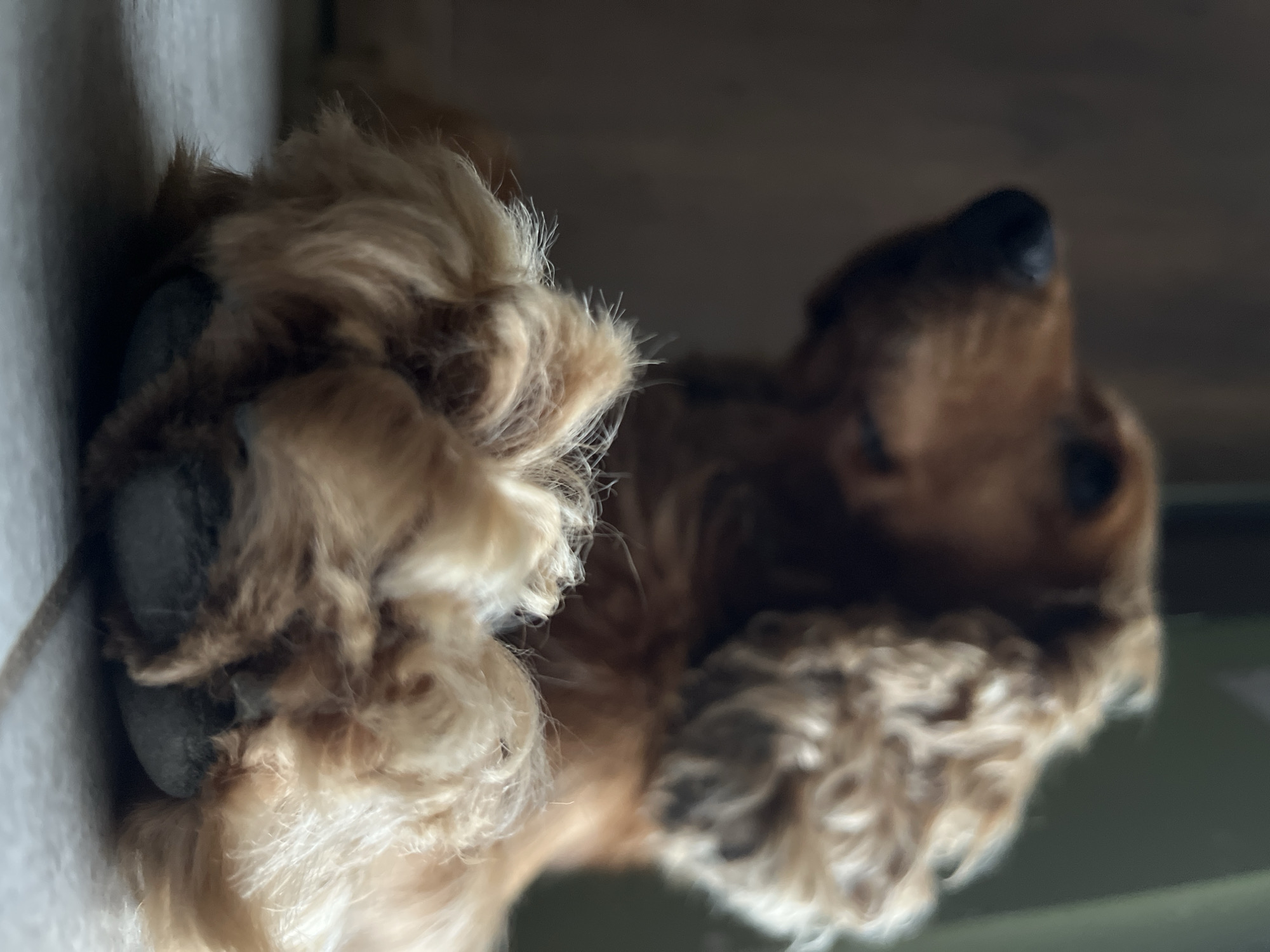 An extreme close-up shot focuses on the paws of a golden-brown Cocker Spaniel. The dog's paws, covered in fluffy fur, rest on a gray, textured surface. Behind the paws, the dog's head is visible, with its nose pointing slightly upwards and to the left. The background is dark and blurred, suggesting an indoor setting. The image does not contain any information about the city of Ureki, Georgia.
