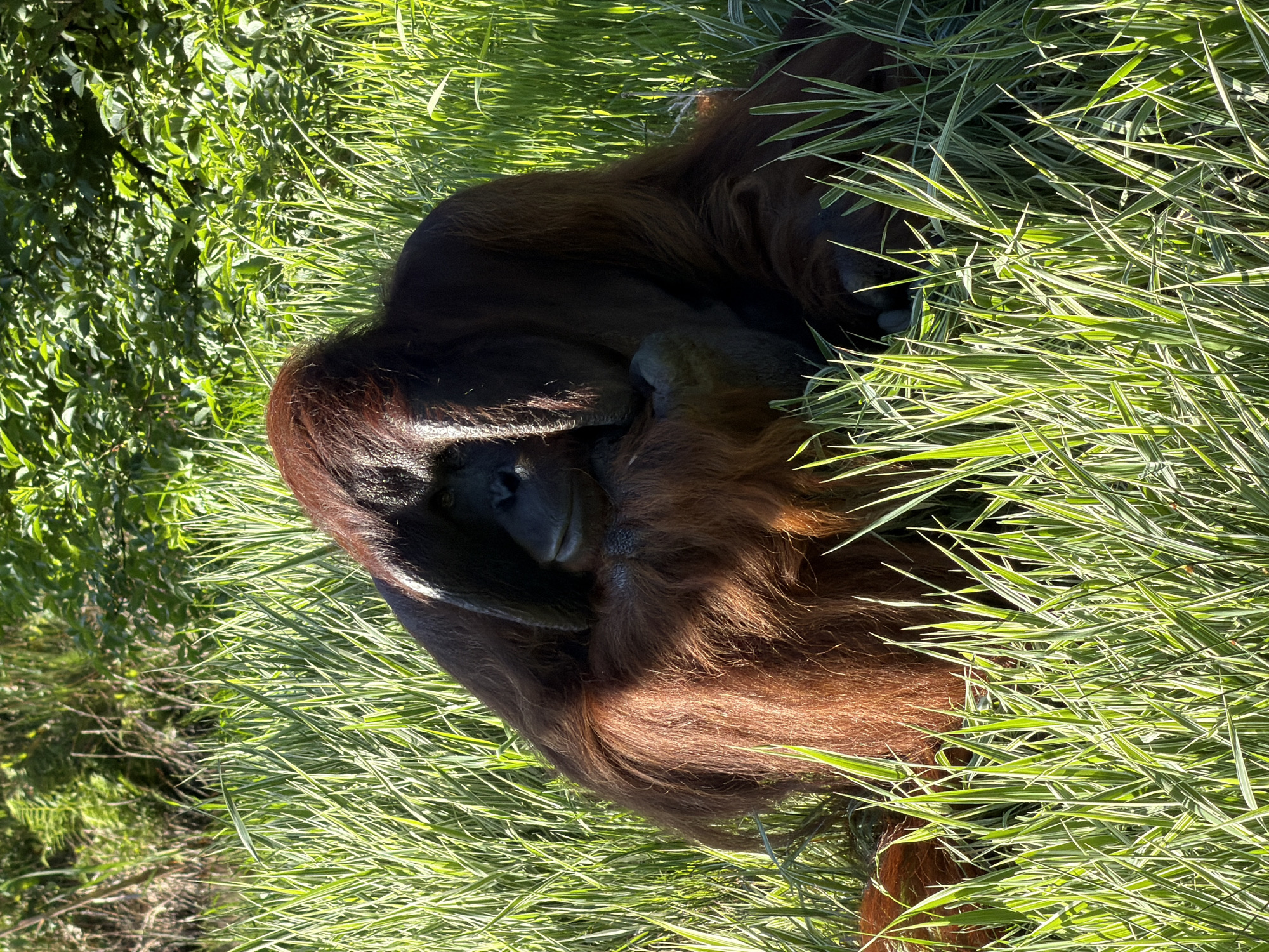 An adult orangutan, characterized by its reddish-brown fur and prominent facial flanges, is seated centrally in a sunlit outdoor enclosure. The primate is partially obscured by lush, tall variegated green and white ornamental grass in the foreground and midground. Its head is slightly turned to the viewer's left, with its left arm bent and resting across its chest area. The background features dense green foliage from trees and bushes, suggesting a naturalistic habitat setting. The scene is illuminated by bright natural light, creating clear visibility of the environment. This depiction is situated within Kristiansand Zoo and Amusement Park in Kristiansand, Norway.