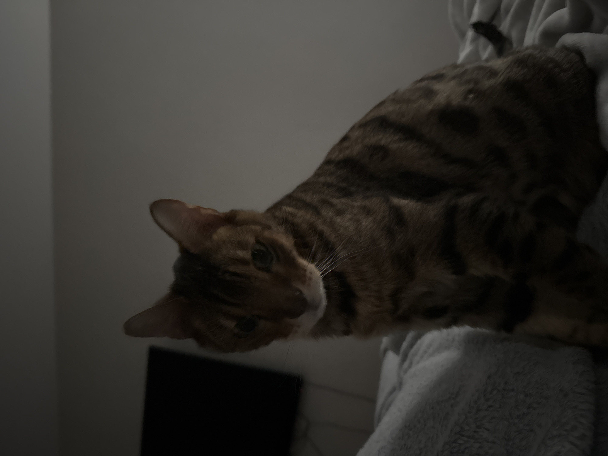 A brown and black tabby cat is perched on a white blanket. The cat is looking down and to the left. Behind the cat is a dark gray wall and a black television. The location is unknown.