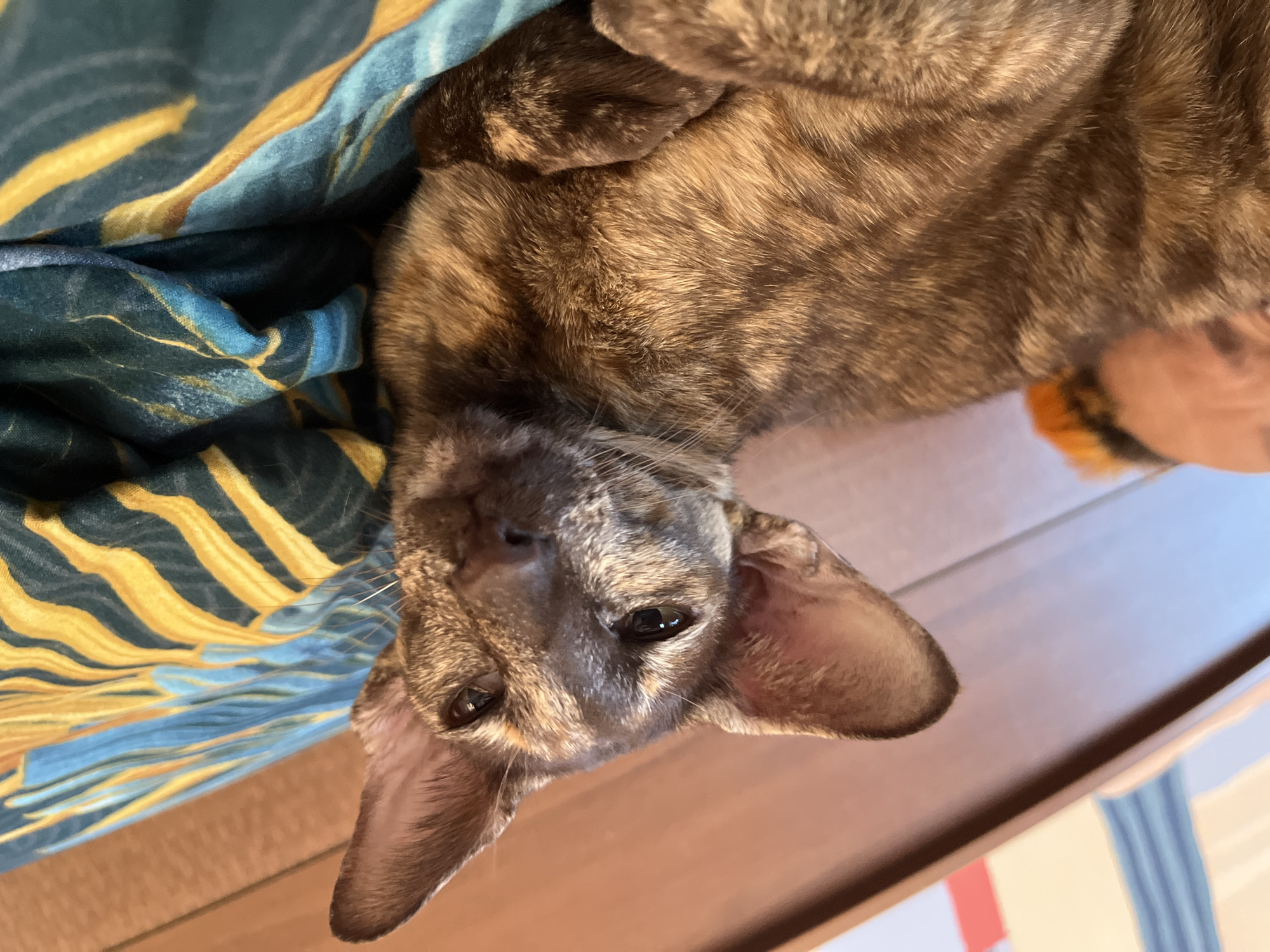 An Oriental Shorthair cat lies on its back on a wooden surface partially covered by a blue and yellow patterned fabric. The cat's face is toward the viewer. The location is not identifiable as Chaikovsky, Russia.