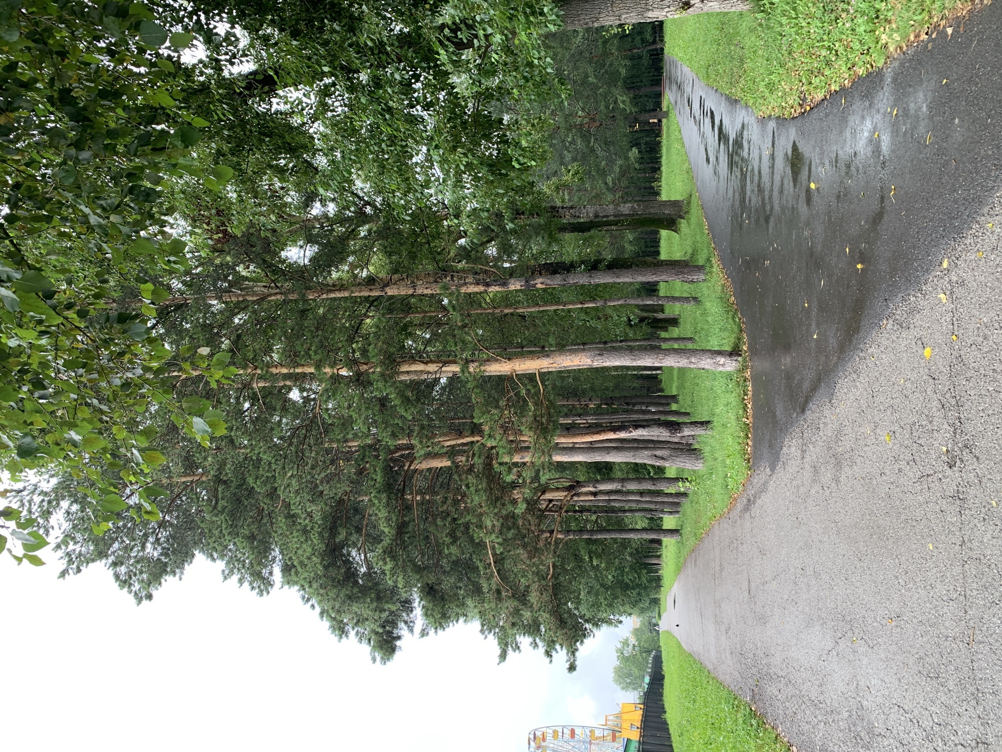 A split asphalt path runs through a park with tall trees on either side. On the left, the path is dry and leads towards a distant ferris wheel and yellow structure. On the right, the path is wet and reflects puddles, indicating recent rain. Lush green grass borders both paths. The sky is overcast. The location is Prokopyevsk, Russia.
