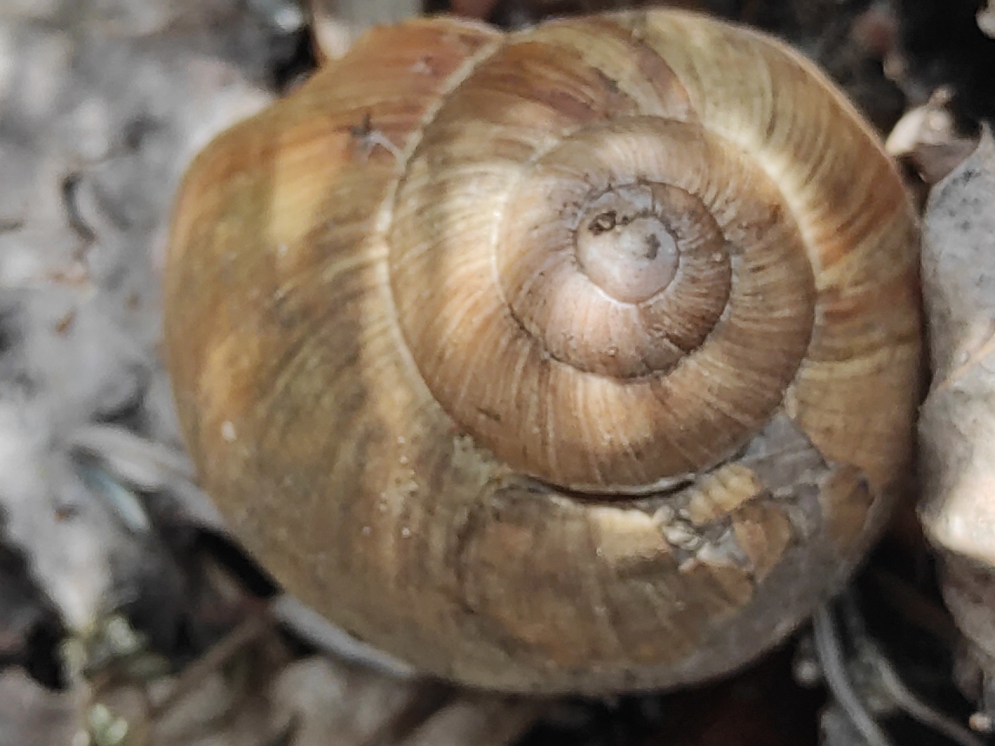 The image is a close-up, overhead shot of a snail shell. The shell is a spiral shape, with a brown and tan color. The shell is lying on the ground, surrounded by dry leaves and debris. The background is out of focus and appears to be a natural environment. There are no people or animals visible in the image. The lighting is natural, with some shadows cast on the shell.