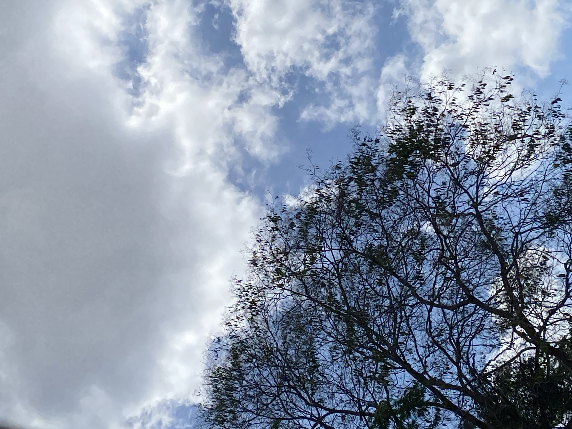 A low-angle shot depicts a tree canopy against a backdrop of a blue sky partially obscured by white and grey clouds. The tree is located in Tinaquillo, Venezuela. The branches are dark and intertwined, with some leaves still attached. The clouds vary in density, with some areas showing a clear blue sky. The overall lighting suggests daylight conditions.