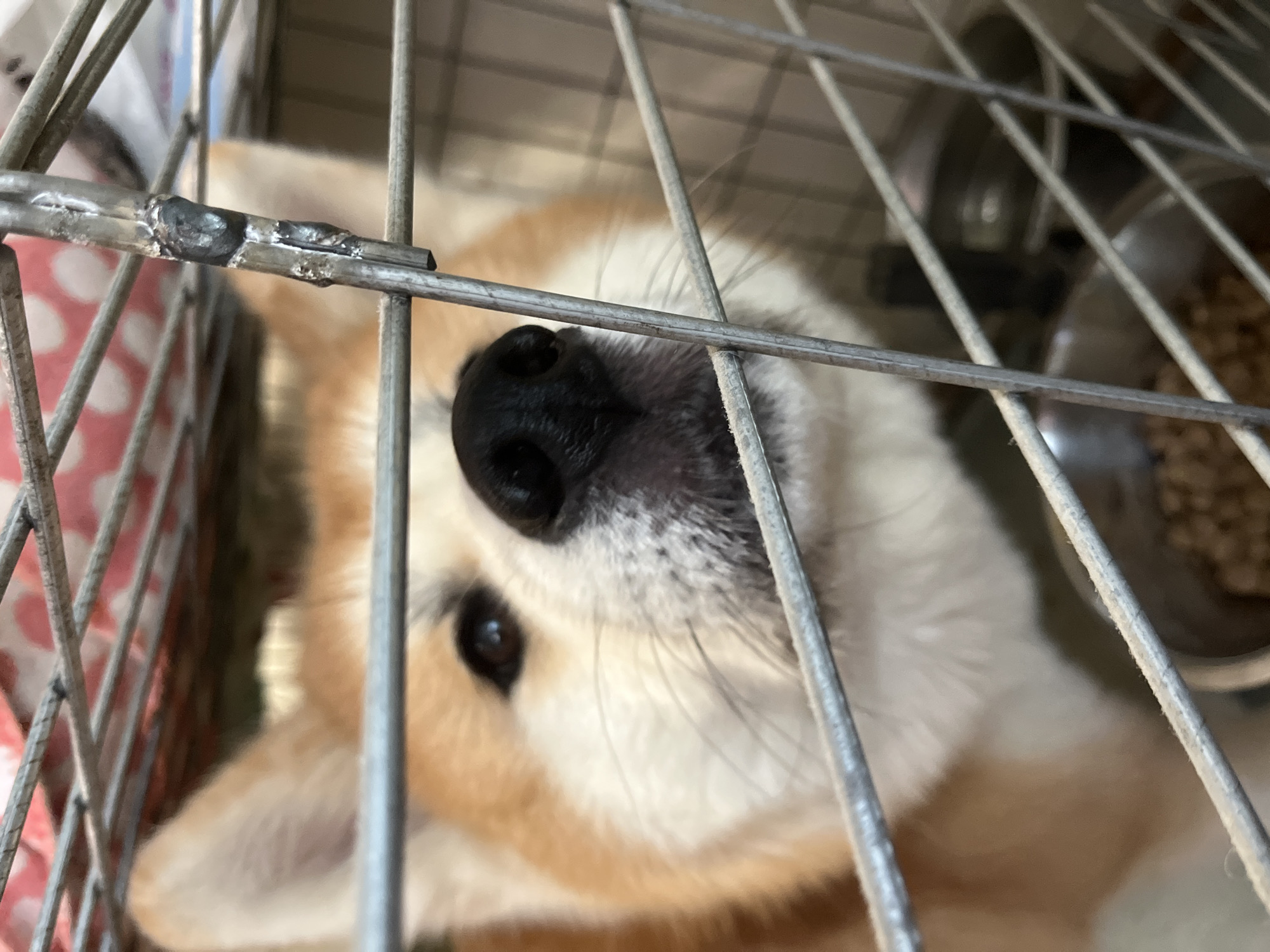 The image features a light brown and white dog, resembling an Akita or a similar breed, positioned inside a metal wire cage or crate. The dog's head is tilted, with its prominent black nose and one dark eye facing directly towards the camera, peeking through the vertical and horizontal metal bars. Its fur is visibly soft, displaying a clear contrast between the fawn-colored markings and the white muzzle and chest areas.
The primary subjects are the dog and the cage. The metal bars of the cage are in sharp focus in the foreground, with visible details such as welds or repairs on some of the horizontal bars. In the blurred background within the cage, a metal bowl containing dry kibble is discernible, and another indistinct object, possibly a water bowl, can be seen.
The activity depicted is the dog resting or observing its surroundings from within its enclosure. Its gaze suggests a calm and possibly curious demeanor. The scene is brightly lit, implying a daytime setting. Hints of a red and white patterned fabric, possibly part of a blanket or bedding, are visible in the blurry background outside the cage. No visible text is present in the image. The location context for this scene is Minsk, Belarus.